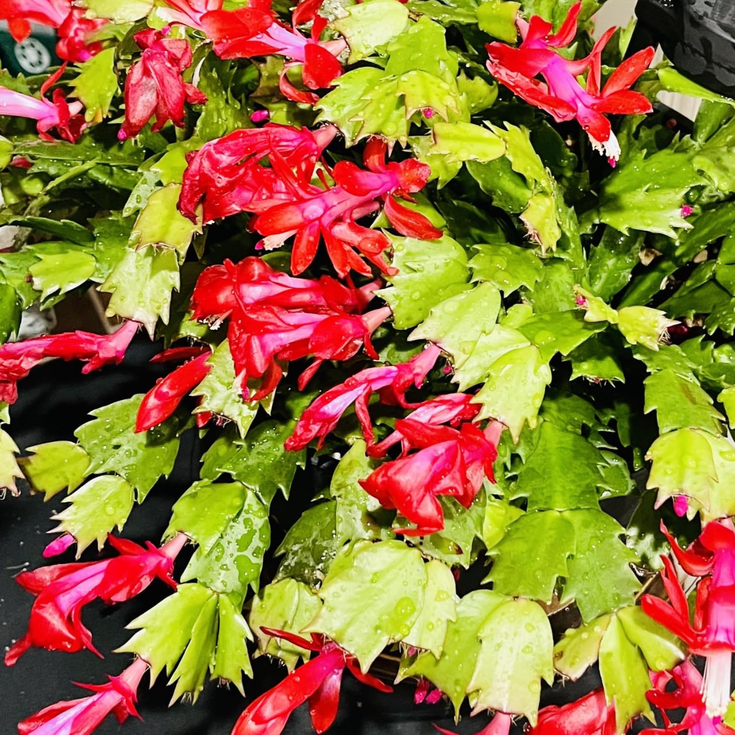 Christmas Cactus Plant - Live Indoor Cactus Tree in 4