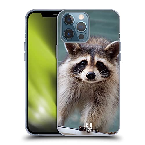Baby Raccoon