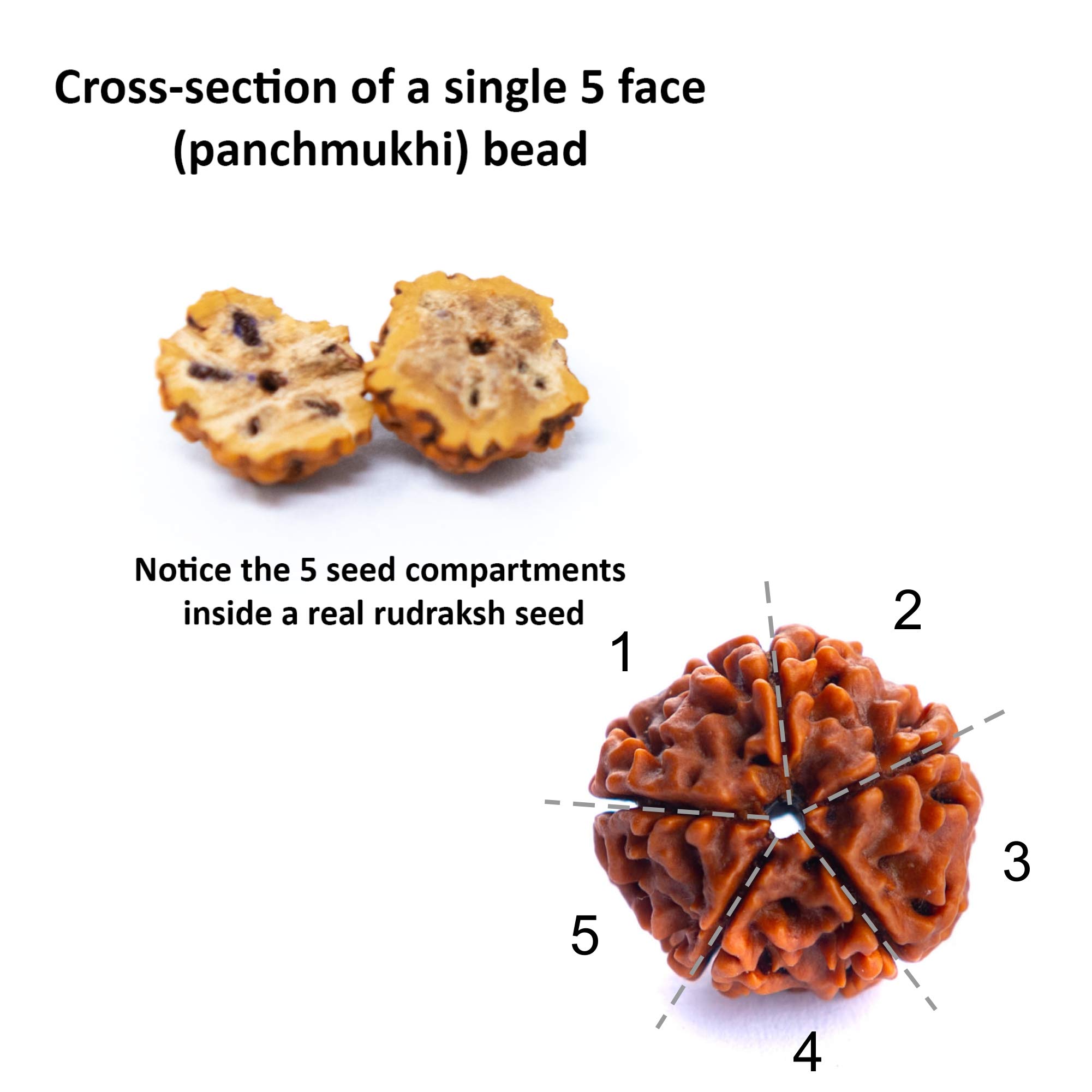 **Authentic 5-Face Himalayan Rudraksha Mala Necklace – Genuine Rudraksha Seeds Prayer Beads for Meditation, Yoga & Spiritual Healing – Religious Rosary Japa Mala for Daily Worship & Positive Energy**