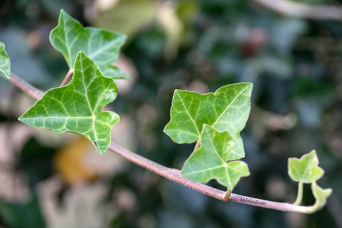 English Ivy Globe - 3 Live Plants in 6 Inch Growers Pots - Hedera Helix - Air Purifying Indoor Houseplant Vine - Perfect for Home Decor, Office Plants & Gift Ideas