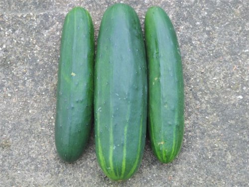 Bulk Organic Marketmore 76 Cucumber Seeds (5 LB) - Non-GMO, Heirloom Vegetable Seeds for Home Gardening, Farming & Commercial Planting - Perfect for Fresh Salads, Pickling & Healthy Snacks