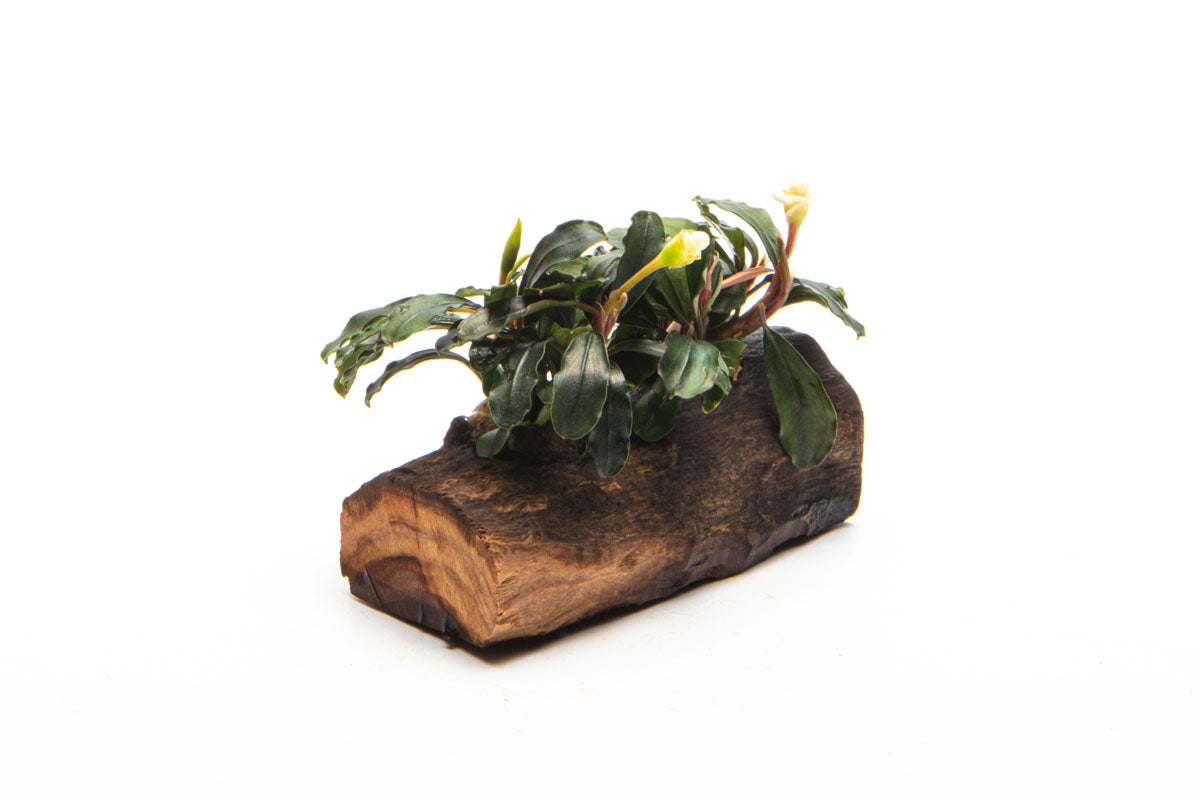 Bucephalandra Mixed Driftwood - Live Aquarium Plants for Fish Tank Decor | Perfect for Aquascaping, Nano Tanks & Natural Aquatic Environments