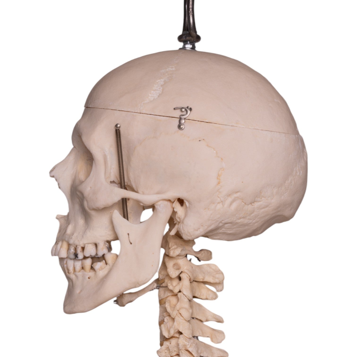Articulated Real Human Skeleton Model - Perfect for Medical Education, Anatomy Study & Halloween Decor