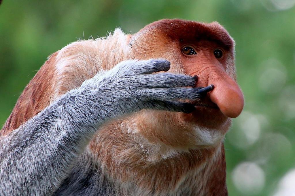 Proboscis Monkey Wildlife Art Print - Tropical Primate Poster for Wall Decor, Bathroom & Home - 36x24 Inch Cool Nature Painting