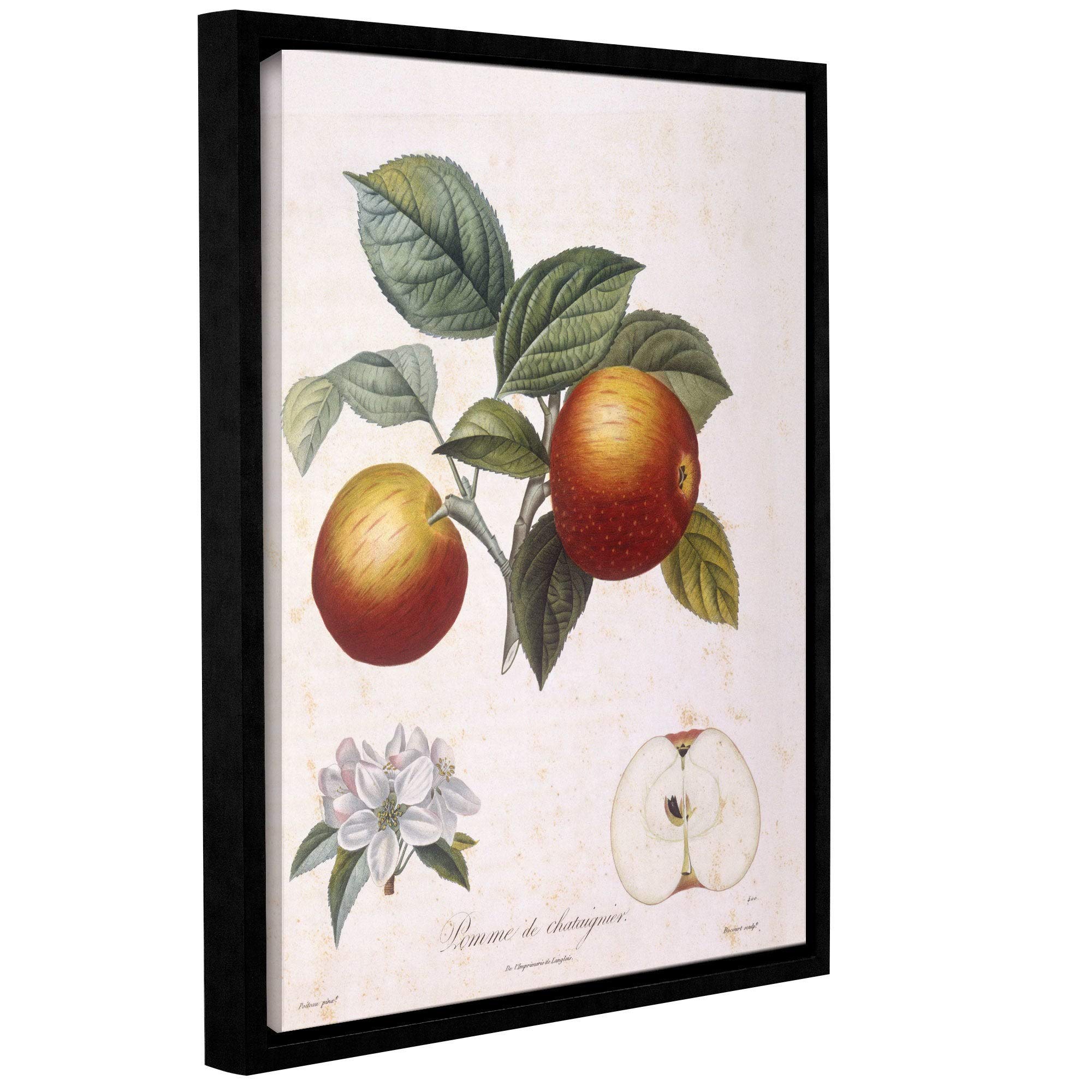 ArtWall Pierre Antoine Poiteau Apple Painting - Pomme De Chataignier Floater Framed Canvas Art 18x24 Inches - Perfect for Living Room, Bedroom & Office Wall Decor