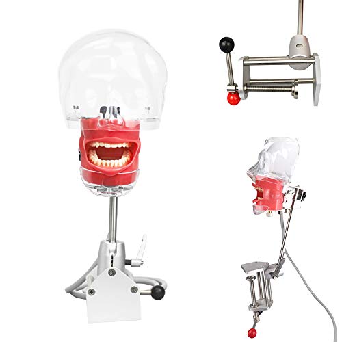 Dental Teaching Head Model - Plastic Educational Teeth Manikin for Dental Students & Professionals | Perfect for Classroom, Lab & Clinical Training