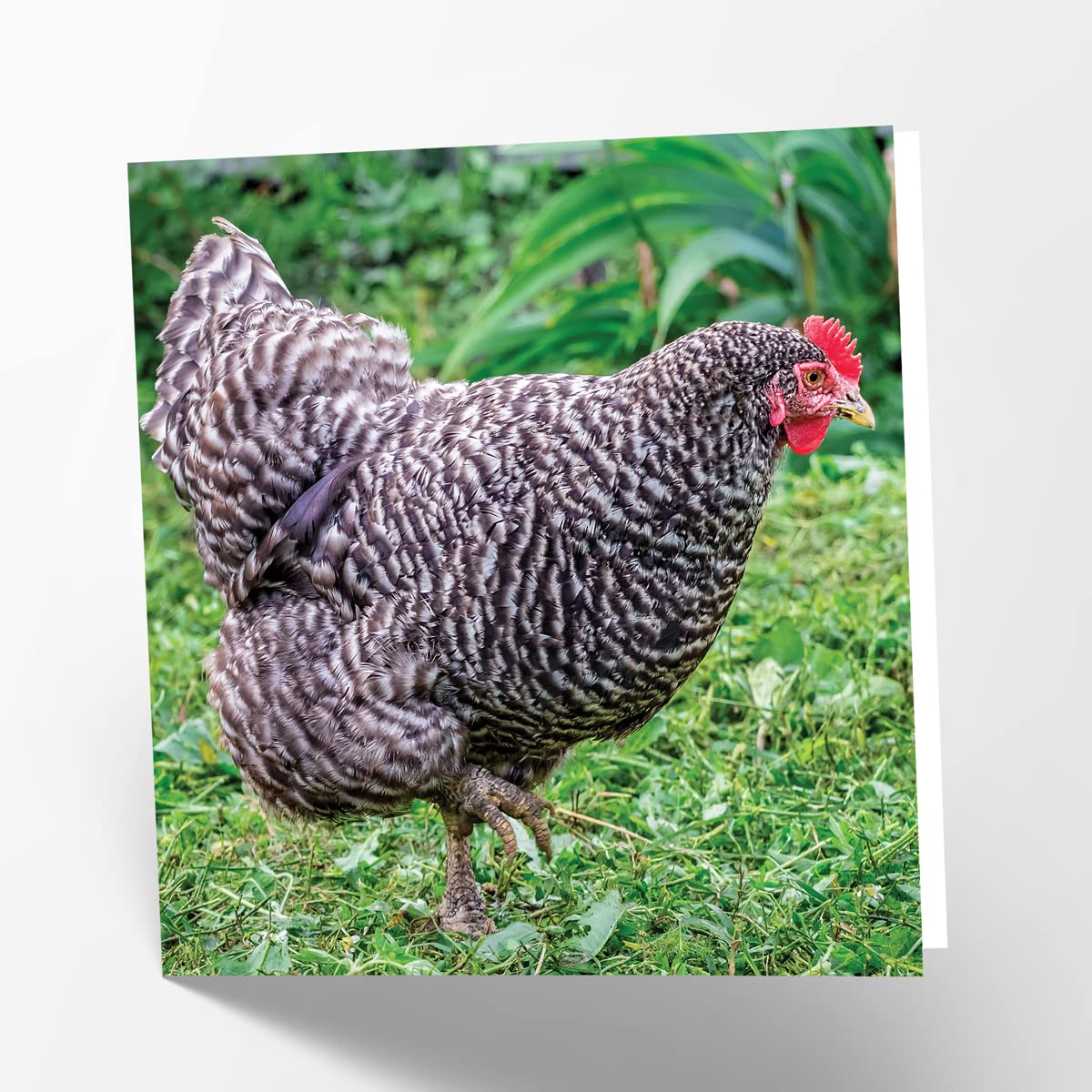 Plymouth Rock Hen Birthday Greeting Card - 6x6 Inch Square Photo Blank Card for Chicken Lovers | Perfect for Farm-Themed Parties, Chicken Keepers' Birthdays & Countryside Celebrations