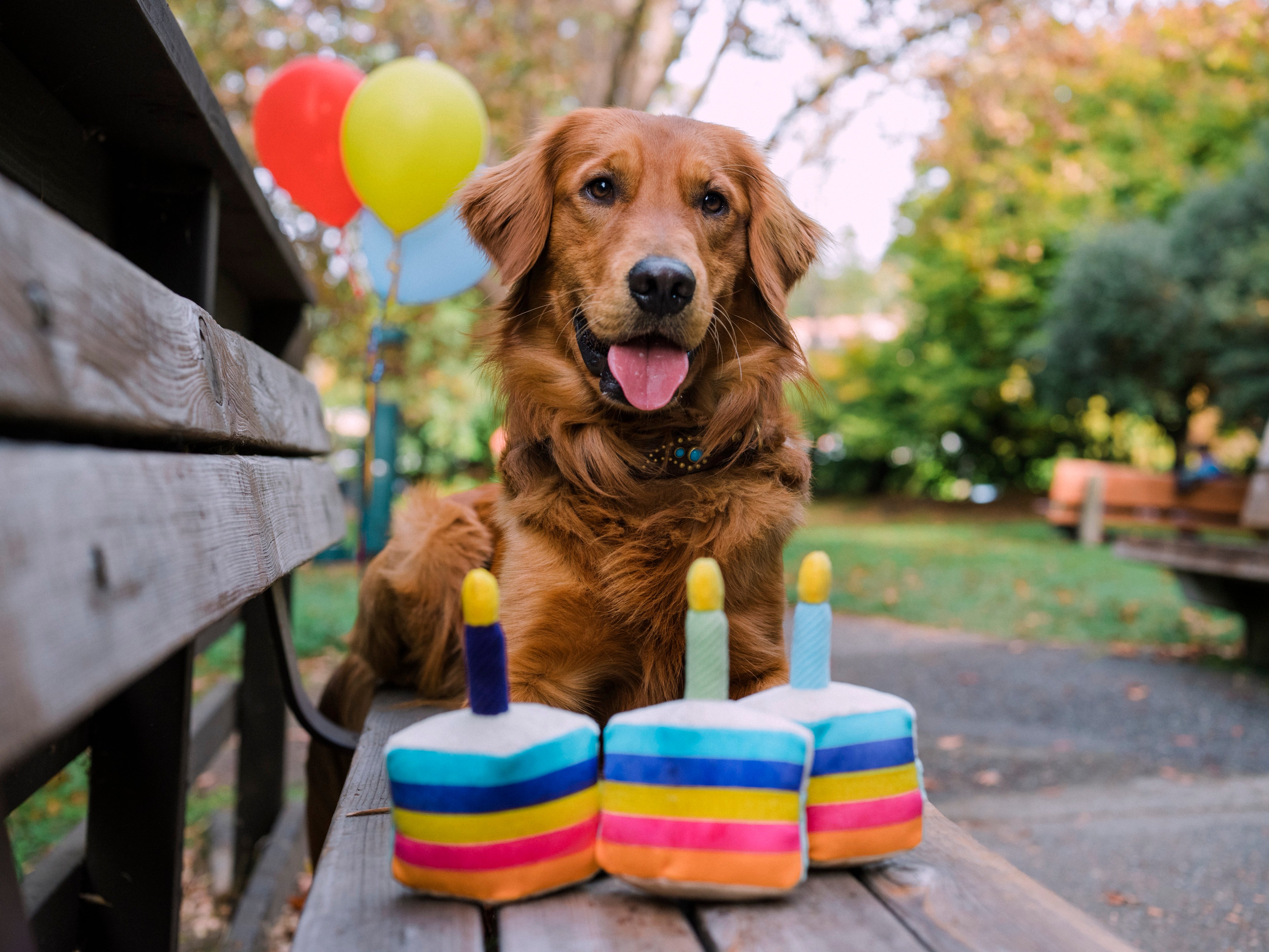 El Pastel Bone Appetit Dog Toy Plush Chew Toy for Small & Large Dogs | Pet P.L.A.Y. Party Time™ - Perfect for Birthday Celebrations, Playtime & Training Rewards