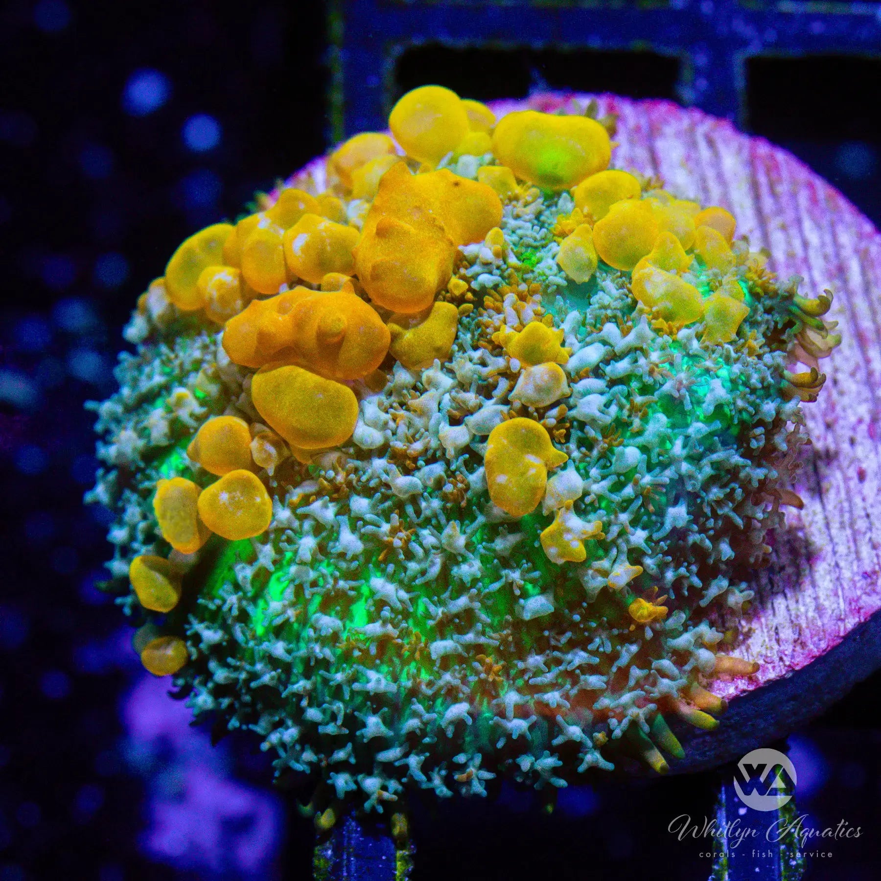 Premium Sunkist Bounce Mushroom Coral for Saltwater Aquariums - Vibrant Orange Color, WYSIWYG Live Coral for Reef Tanks - Perfect for Coral Propagation and Aquascaping