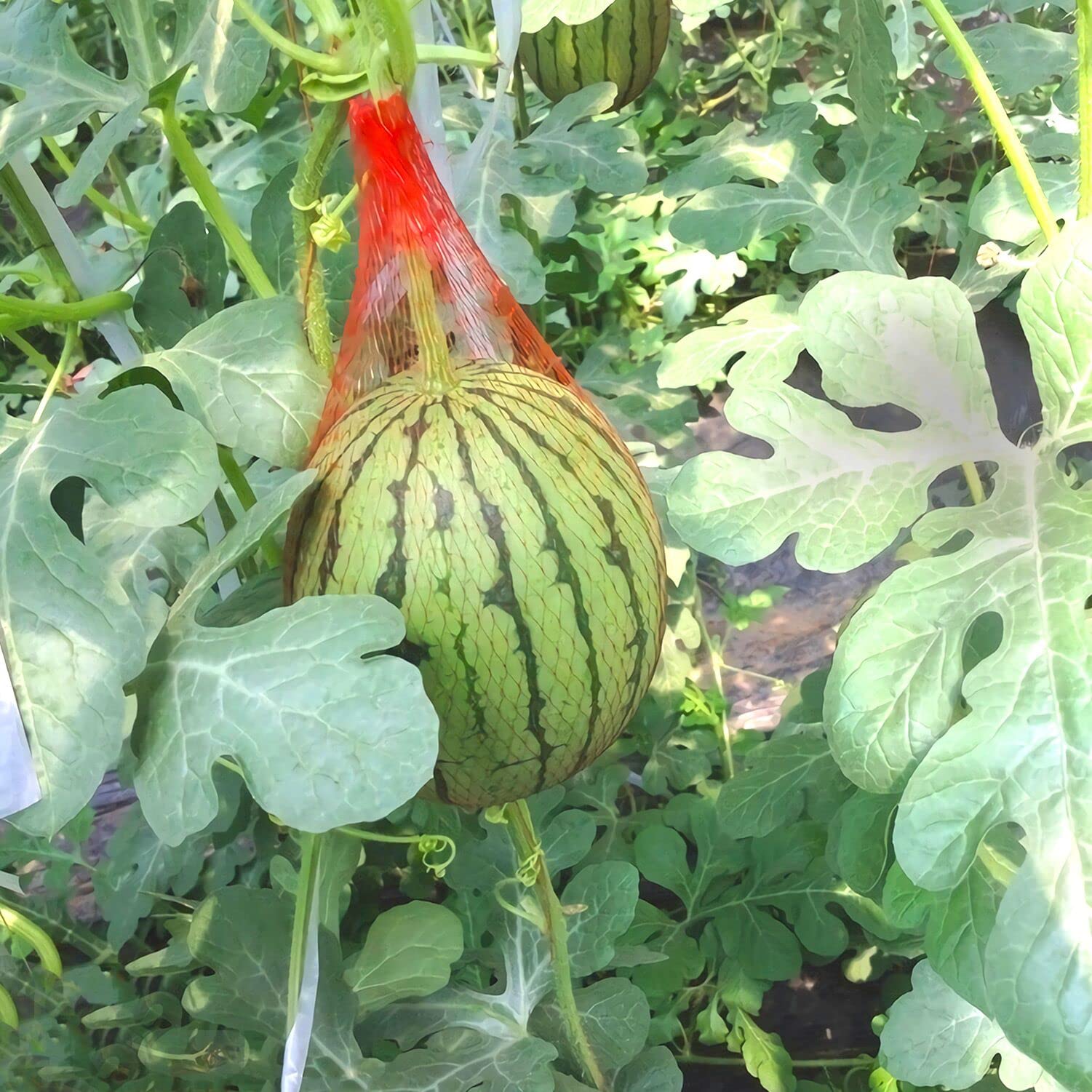 100 Pack Heavy Duty Melon Nets - 23.6 Inch Hanging Watermelon Support Bags with Drawstring for Watermelon, Honeydew, Cantaloupe & Cucumbers | Durable Fruit Protection for Garden, Farm & Backyard Harvesting