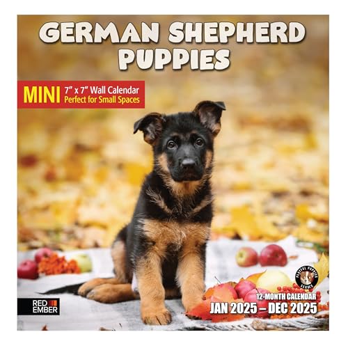 11A - German Shepherd Puppies