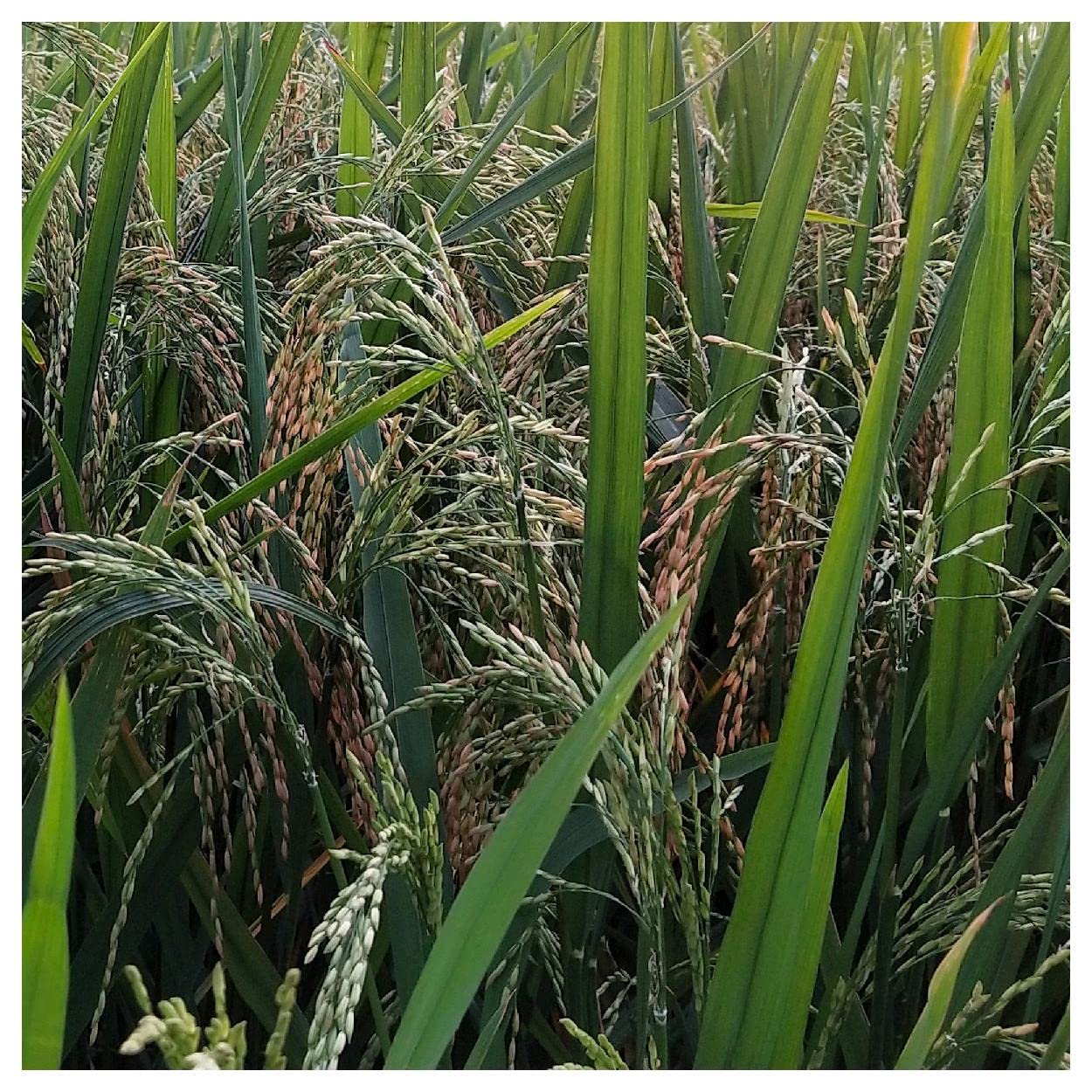 Everwilde Farms - 1 Oz Organic Wild Rice Native Grass Seeds - Non-GMO, Heirloom - Perfect for Home Gardening, Landscaping & Wildlife Habitat Restoration