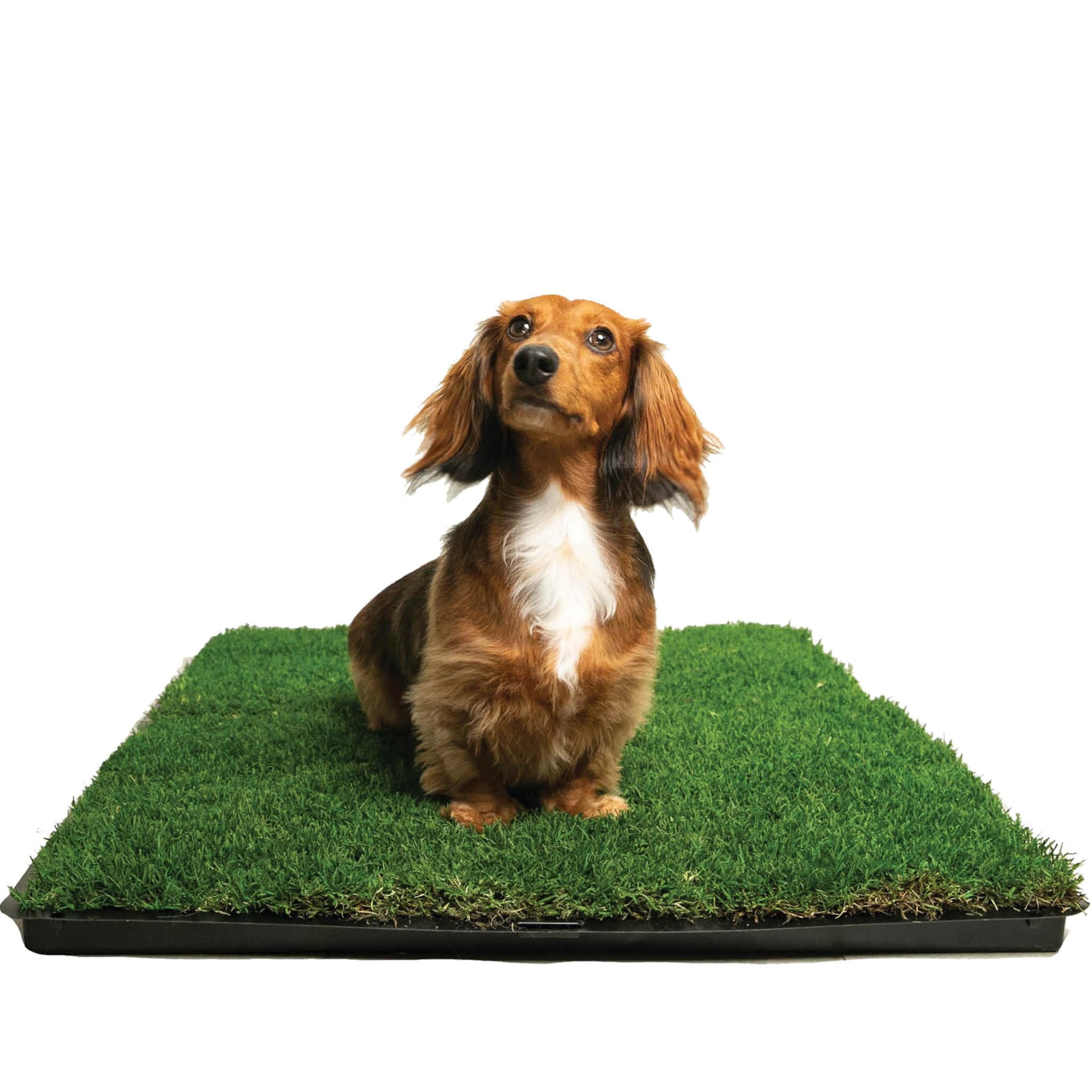 **Gotta Go Grass - Natural Dog Grass Patch for Potty Training - Real Grass Puppy Pad with Tray - Indoor/Outdoor Portable Pet Loo - Perfect for Apartments, Balconies & Travel**    *(Ideal for Puppy Training, Small Dogs & Convenient Pet Relief Anywhere!)*