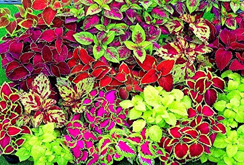 Coleus Blumei Seed Mix - Painted Nettle Non-GMO Flower Seeds (200+ Seeds) for Gardening, Landscaping & Indoor/Outdoor Planting