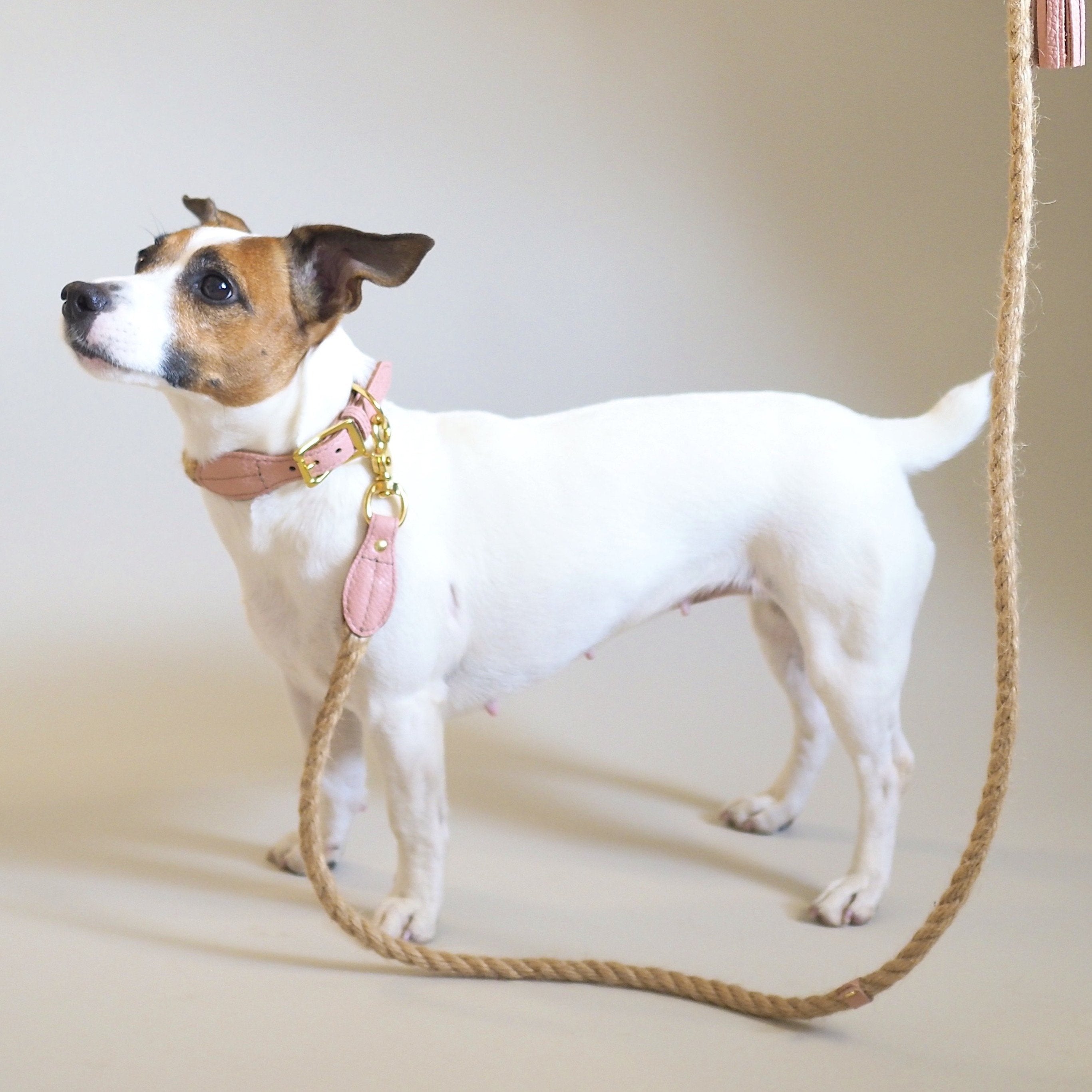 Pink Dog Collar for Small Dogs - Country Pony Design - Perfect for Daily Walks, Training & Outdoor Adventures