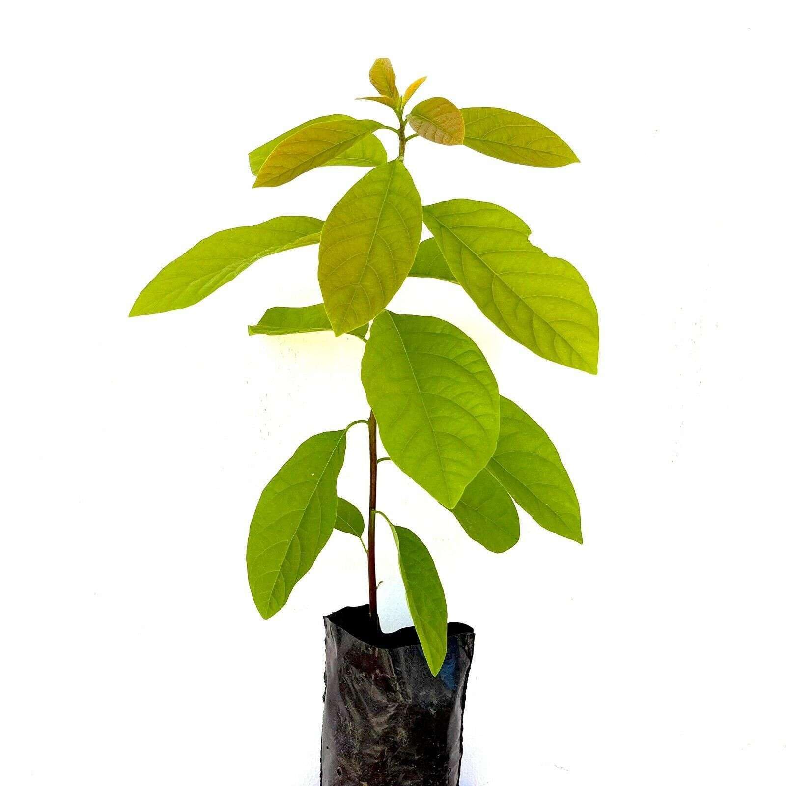 HASS Avocado Tree - Live Big Fruit Plant 12