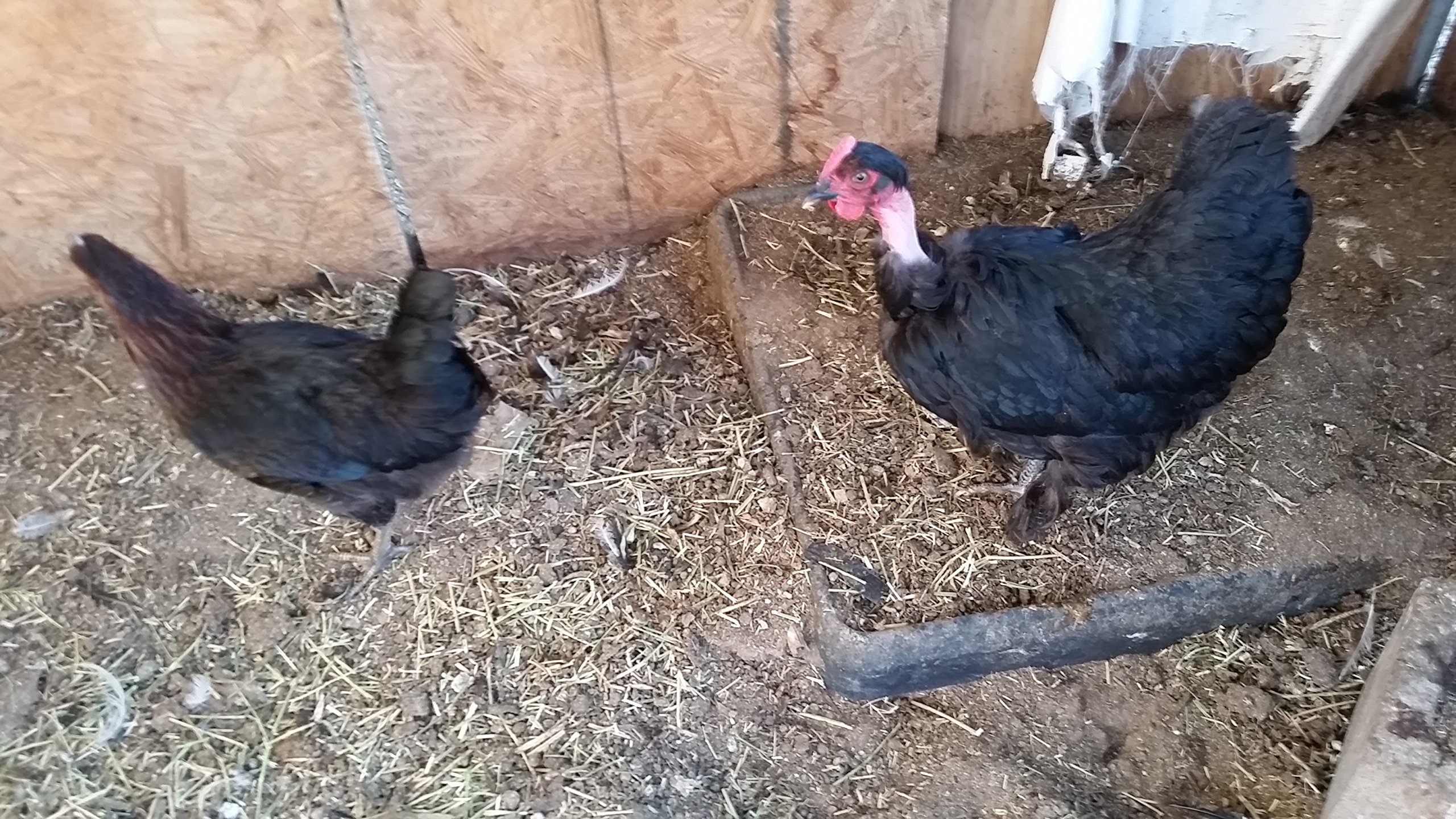 6 Fertile Chicken Hatching Eggs for Backyard Farming & Homesteading | Fresh Poultry Breeding Eggs for Incubation