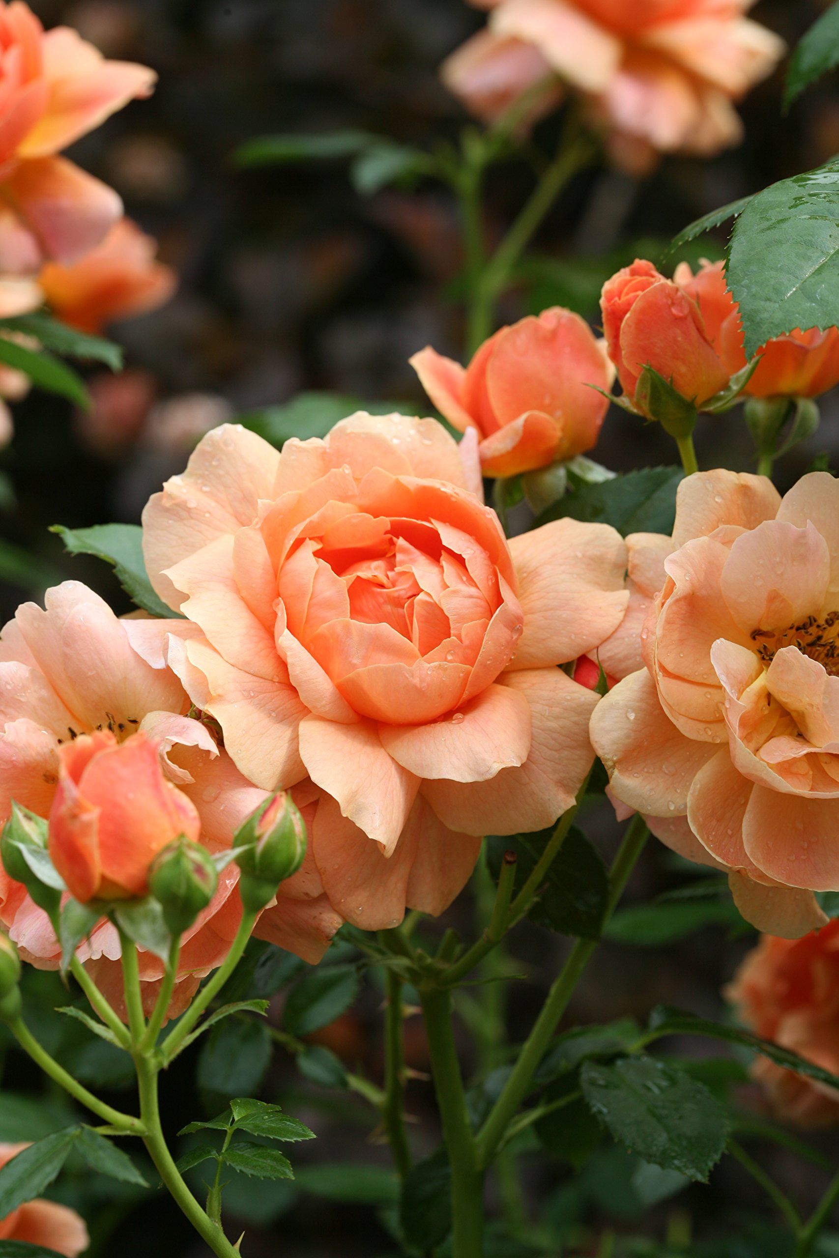 Proven Winners - ROSA 'AT LAST' Rose Bush with Vibrant Orange Flowers in #2 Size Container - Perfect for Gardens, Landscaping & Outdoor Decor