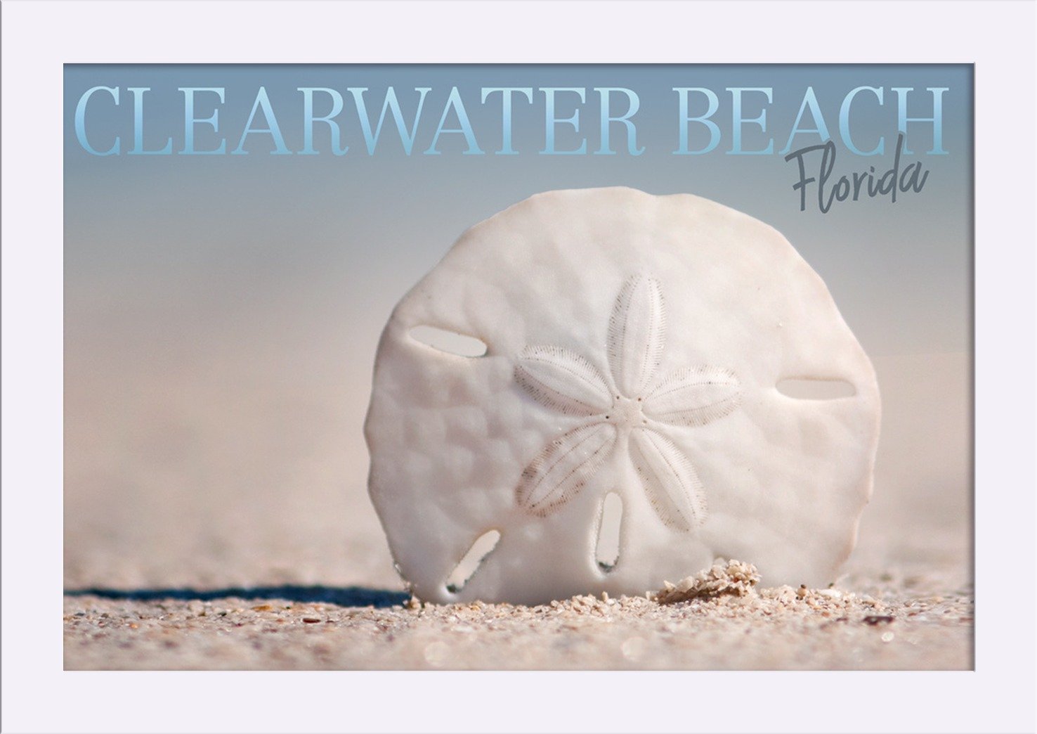 12x18 Giclee Fine Art Print of Sand Dollar on Clearwater Beach Florida - Recycled Wood Frame in White - Perfect for Coastal Home Decor & Beach House Wall Art