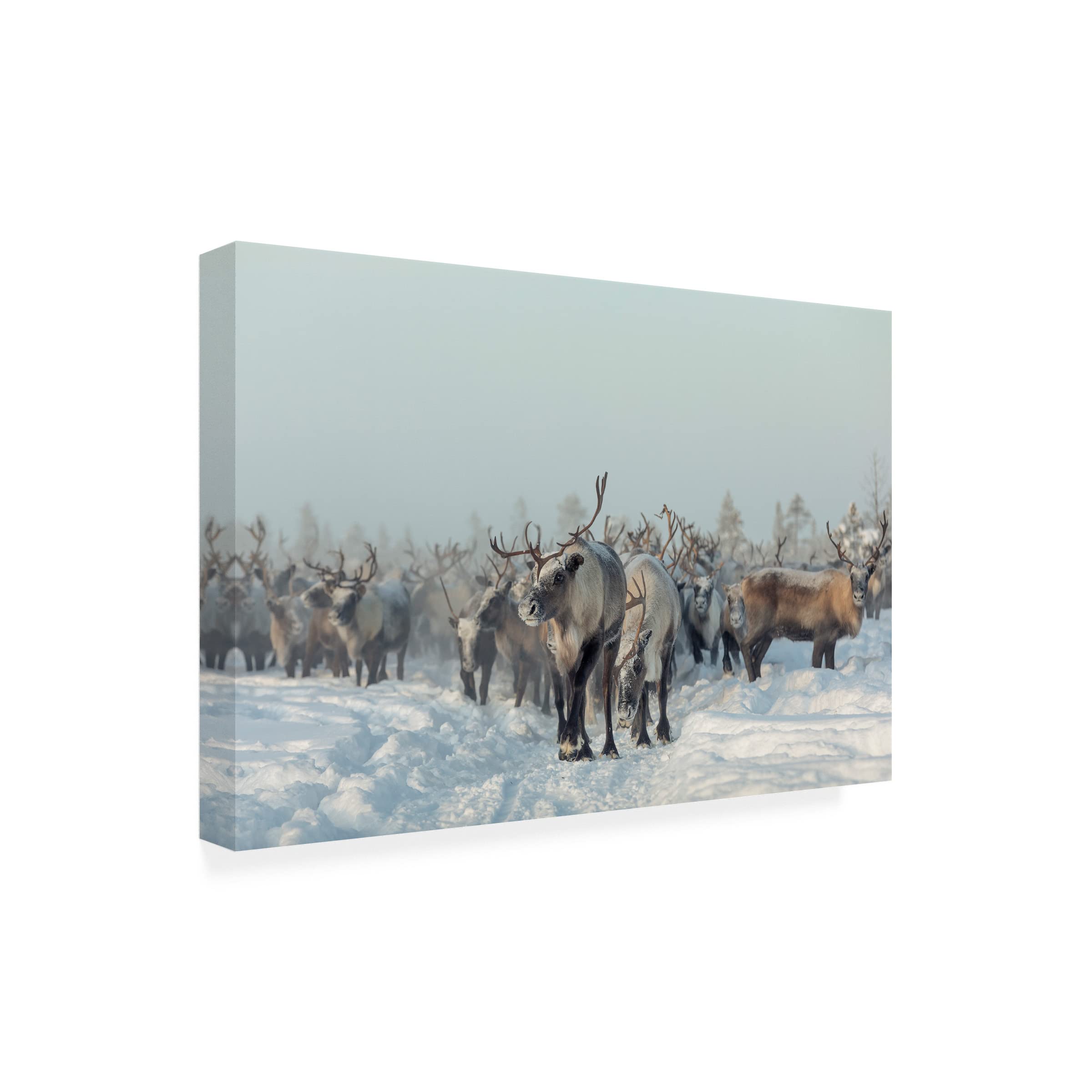 Trademark Fine Art 'Reindeers' Canvas Wall Art by Patrik Minar - Perfect for Christmas Decor, Living Room & Bedroom
