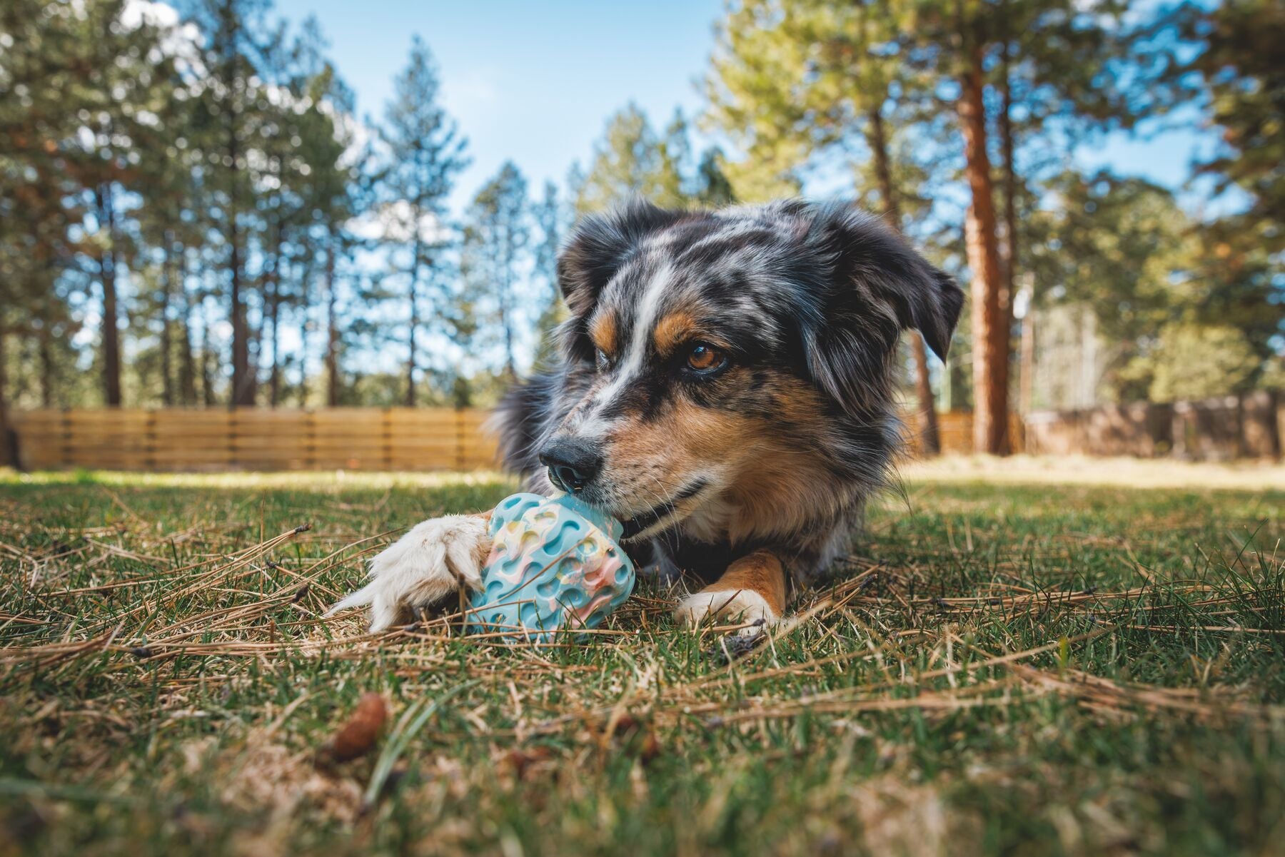 Interactive Dog Puzzle Toy & Treat Dispenser - Morel™ Gray Sky by Ruffwear® | Mental Stimulation & Reward Training for Dogs