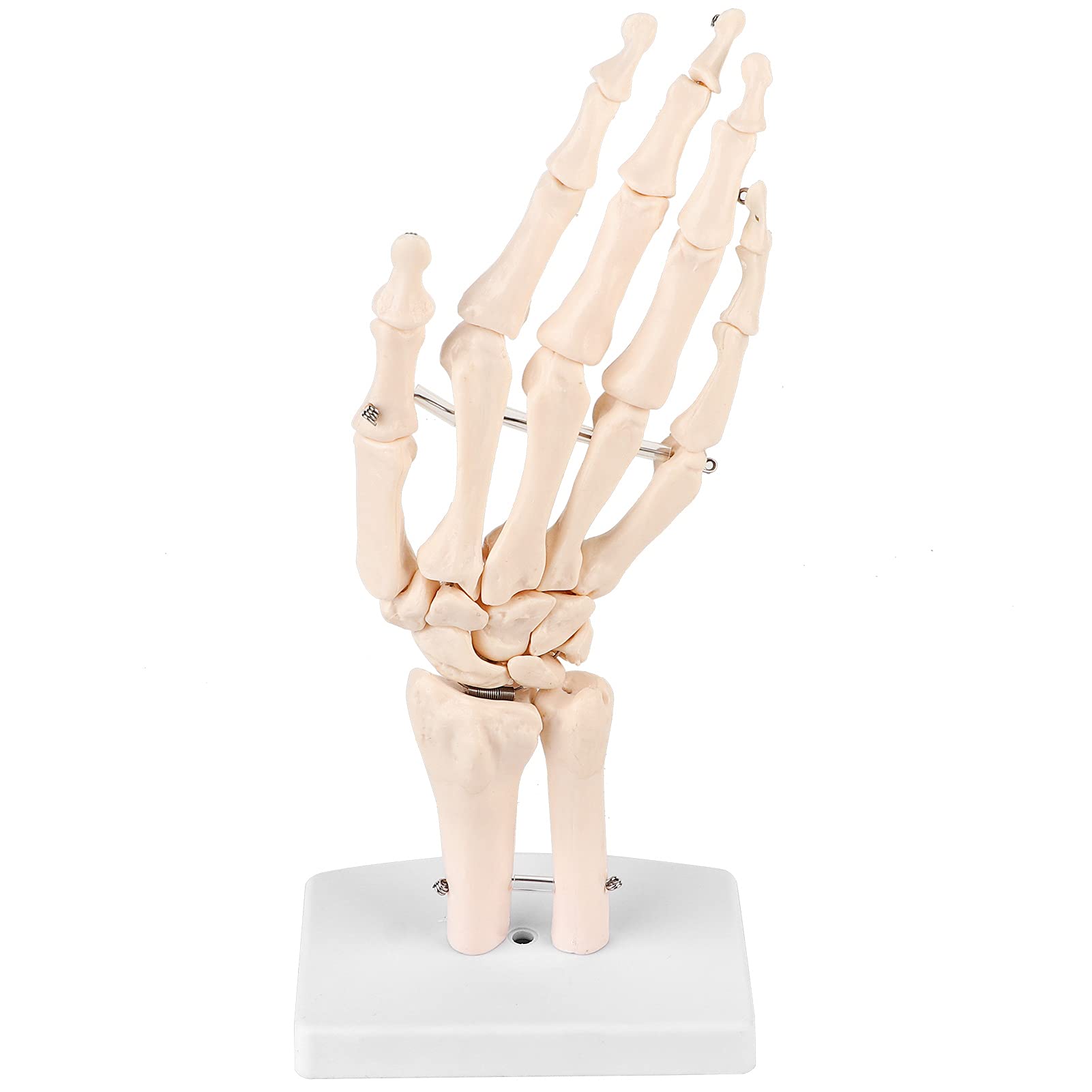 Life Size Human Hand Skeleton Model - Anatomical Hand Bone with Base for Medical Study, Classroom Demonstration & Halloween Decor