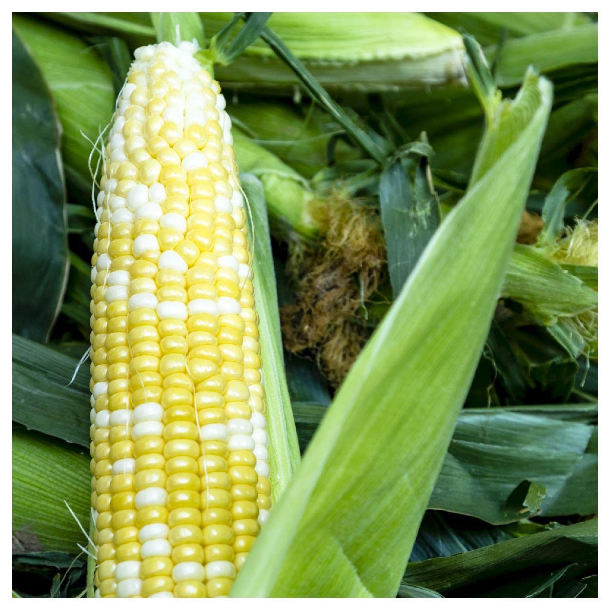 Everwilde Farms - 1 Oz Peaches & Cream Hybrid Sweet Corn Seeds - Non-GMO, High Yield - Gold Vault Bulk Pack - Perfect for Home Gardens, Backyard Farming & Fresh Sweet Corn Harvests