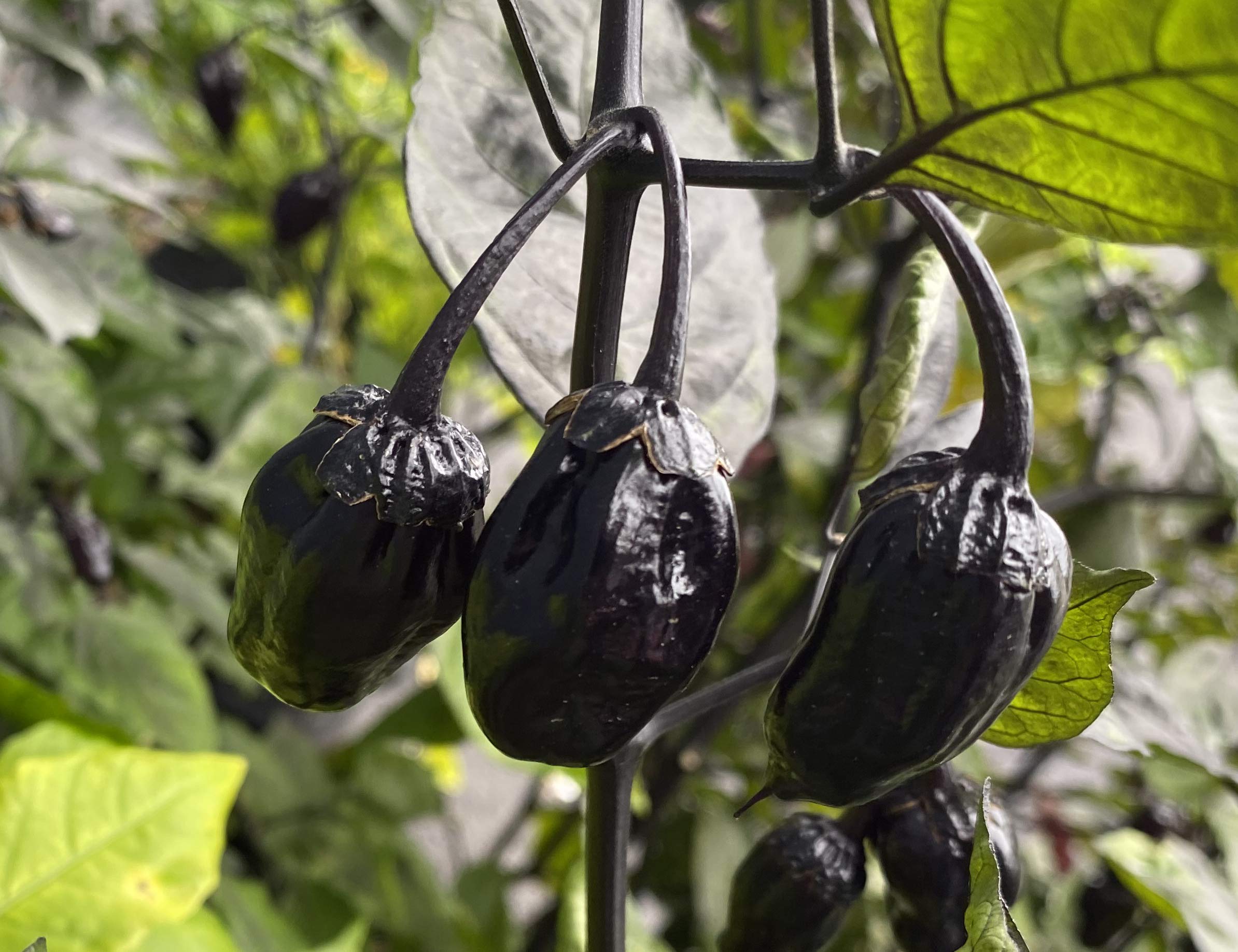 Premium 7 Pot BBG Scorpion Super Hot Pepper Seeds for Planting - Extremely Spicy Purple Bubblegum Variety - Ideal for Home Gardening, Hot Sauce Making & Chili Enthusiasts