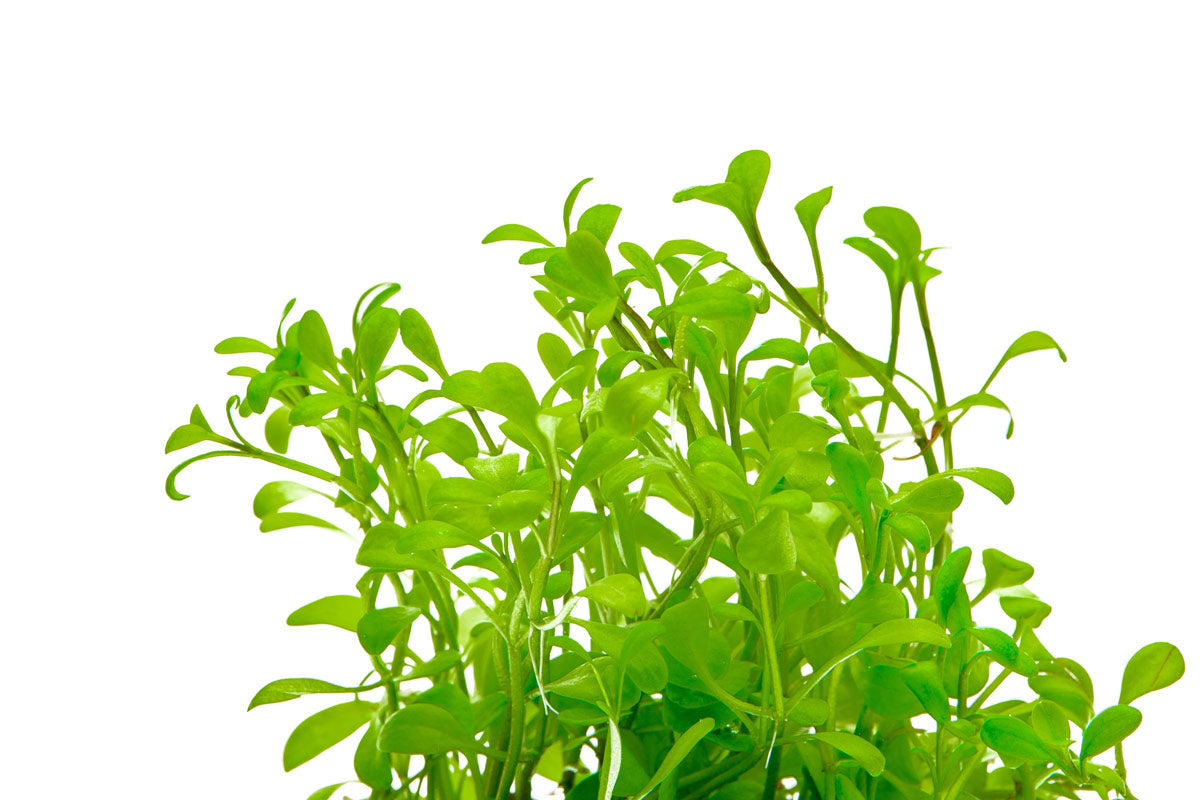 Glossostigma Elatinoides - Premium Aquatic Carpet Plant for Freshwater Aquariums | Perfect for Foreground Planting, Aquascaping, and Nano Tanks