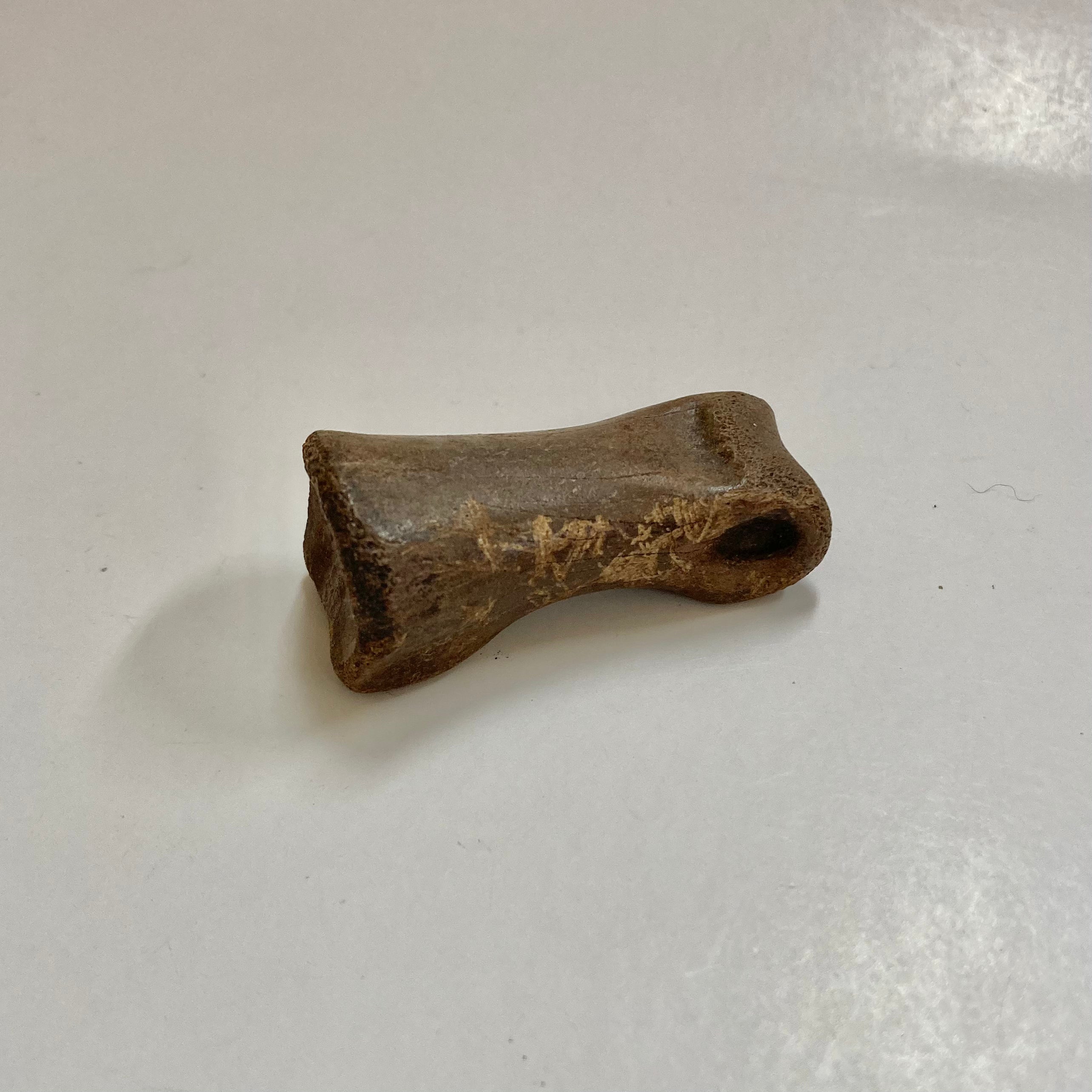 Authentic Struthiomimus Dinosaur Finger Bone Fossil - Rare Prehistoric Collectible for Paleontology Enthusiasts & Science Education Display