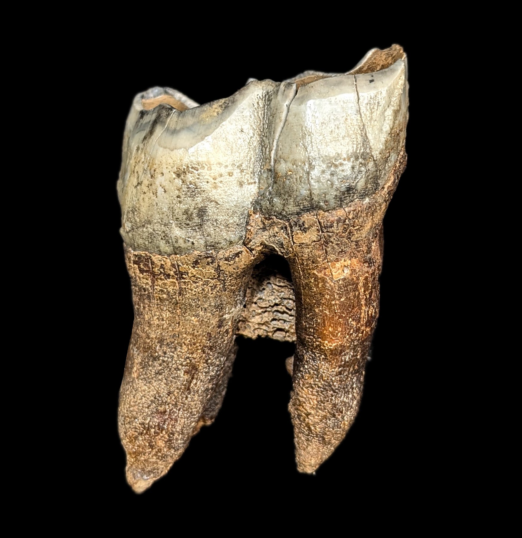 Authentic Fossilized Woolly Rhino Tooth Specimen - Genuine Ice Age Collectible for Paleontology Enthusiasts & Home Decor - Perfect for Science Classrooms, Museum Displays & Unique Gift Ideas
