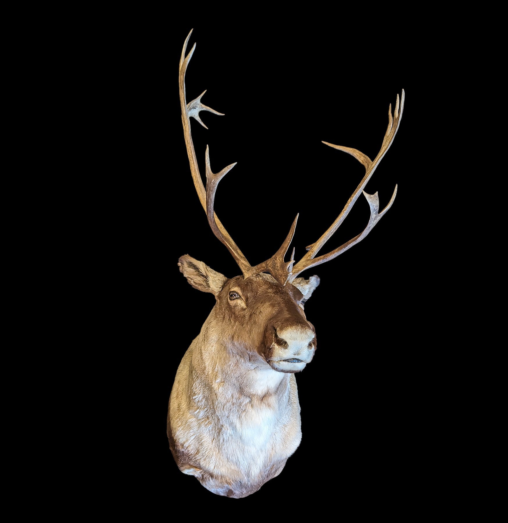 Premium Caribou Taxidermy Shoulder Mount - Realistic Hunting Trophy Decor for Cabin, Lodge & Man Cave - Perfect for Hunters & Outdoor Enthusiasts