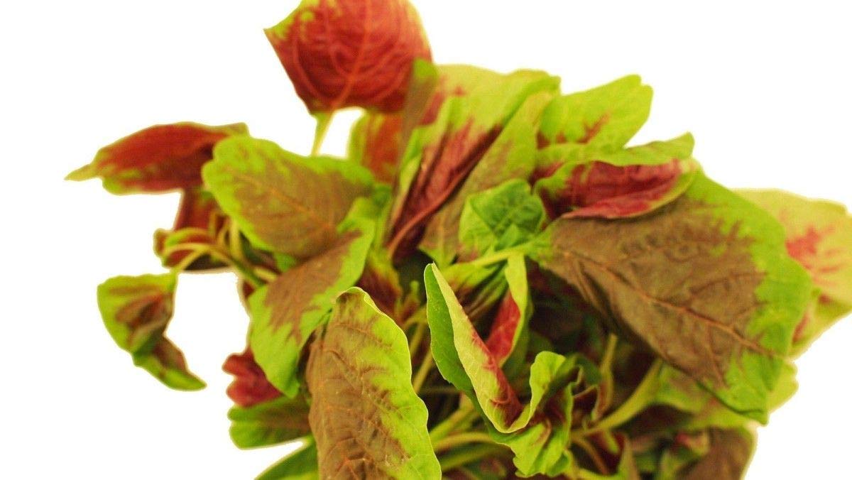 High-Protein Iron & Vitamin-Rich Seeds - More Calcium Than Milk (25 Seeds) | Perfect for Smoothies, Salads & Healthy Snacks
