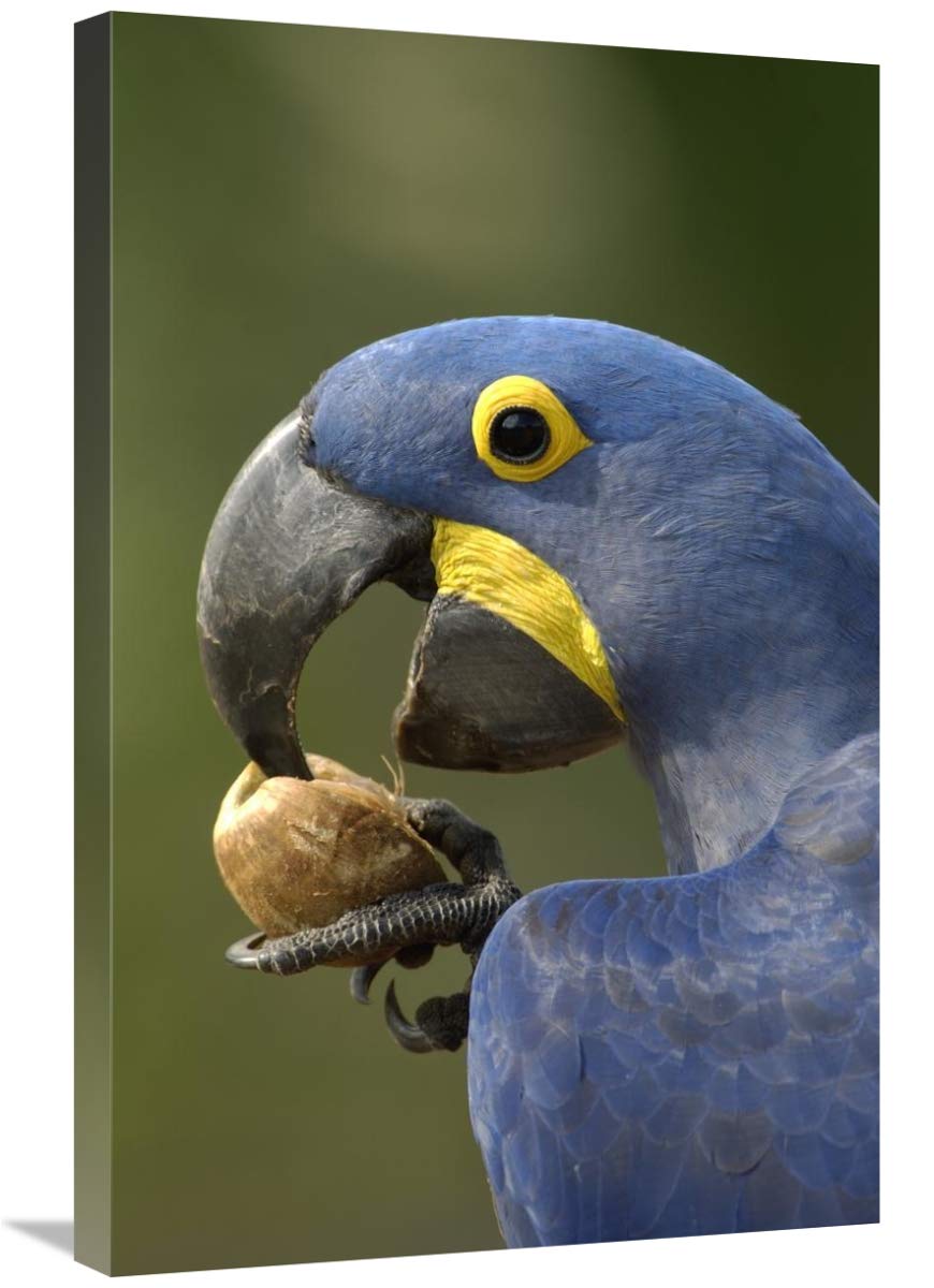 Hyacinth Macaw in Cerrado Habitat Cracking Open Piassava Palm Nut - Brazil Wildlife Canvas Art Print 20x30 Inches - Perfect for Living Room, Office & Nature Lover Decor
