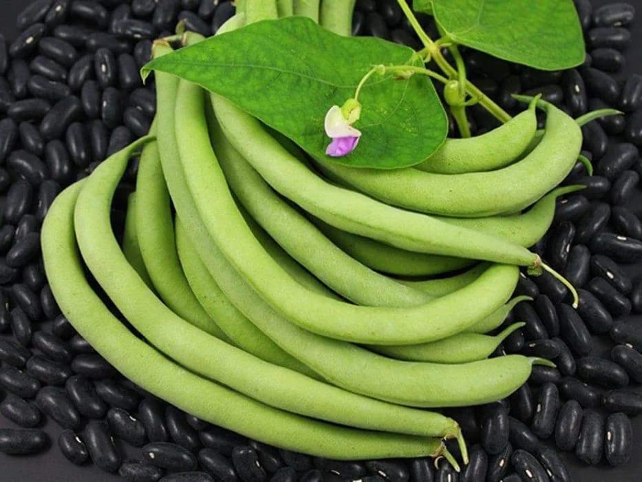 Heirloom Black Valentine Bush Bean Seeds - Non-GMO Phaseolus Vulgaris (50+ Seeds Per Packet) by Isla's Garden Seeds - Perfect for Home Gardening, Vegetable Patches & Organic Farming