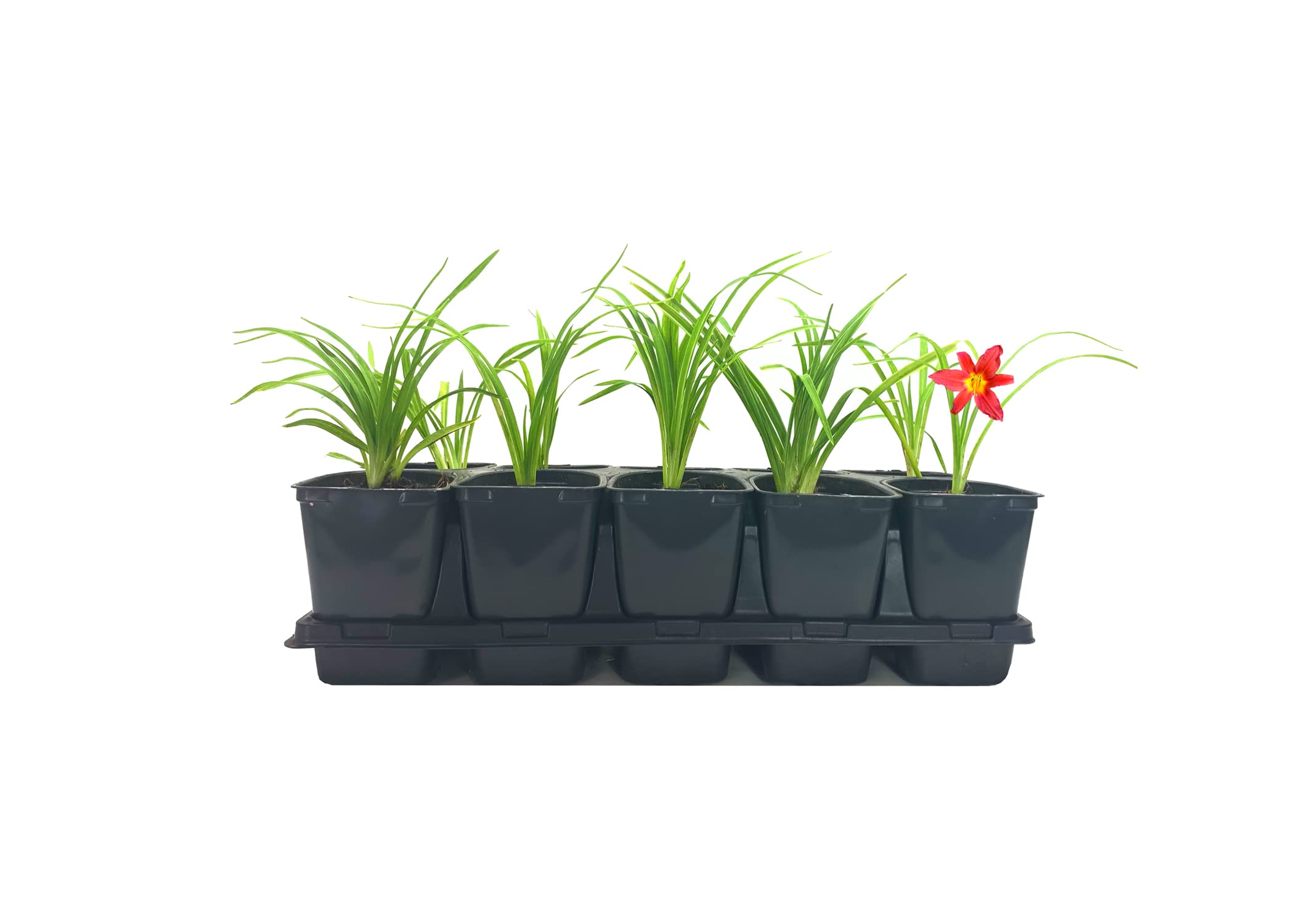 10 Live Daylily Plants (Hemerocallis) - 4 Inch Pots - Low Maintenance Perennial Flowers for Garden Borders, Landscaping & Ground Cover | Beautiful Blooming Plants for Outdoor Decor