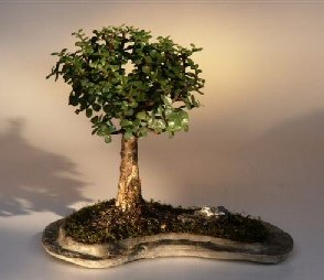 Bonsai Boy e1957 Baby Jade Bonsai Tree (Portulacaria Afra) on Rock Slab - Indoor Plant for Home Office Decor, Zen Garden & Gift Idea