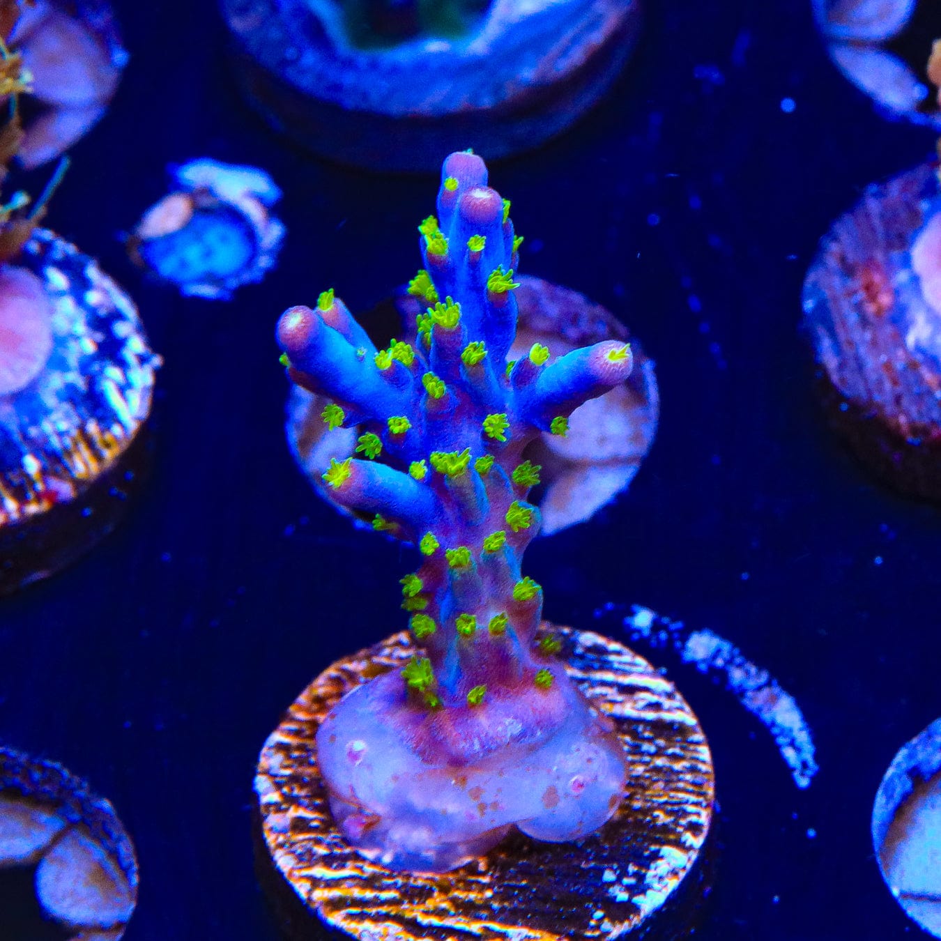 Garf Bonsai Acropora Coral for Saltwater Aquariums - Perfect for Reef Tanks & Marine Aquascaping
