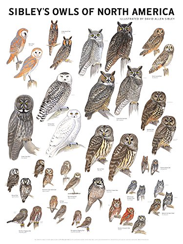 Sibley's Owls of North America - Field Guide to Identify & Study North American Owl Species - Perfect for Birdwatching, Nature Hikes & Wildlife Photography