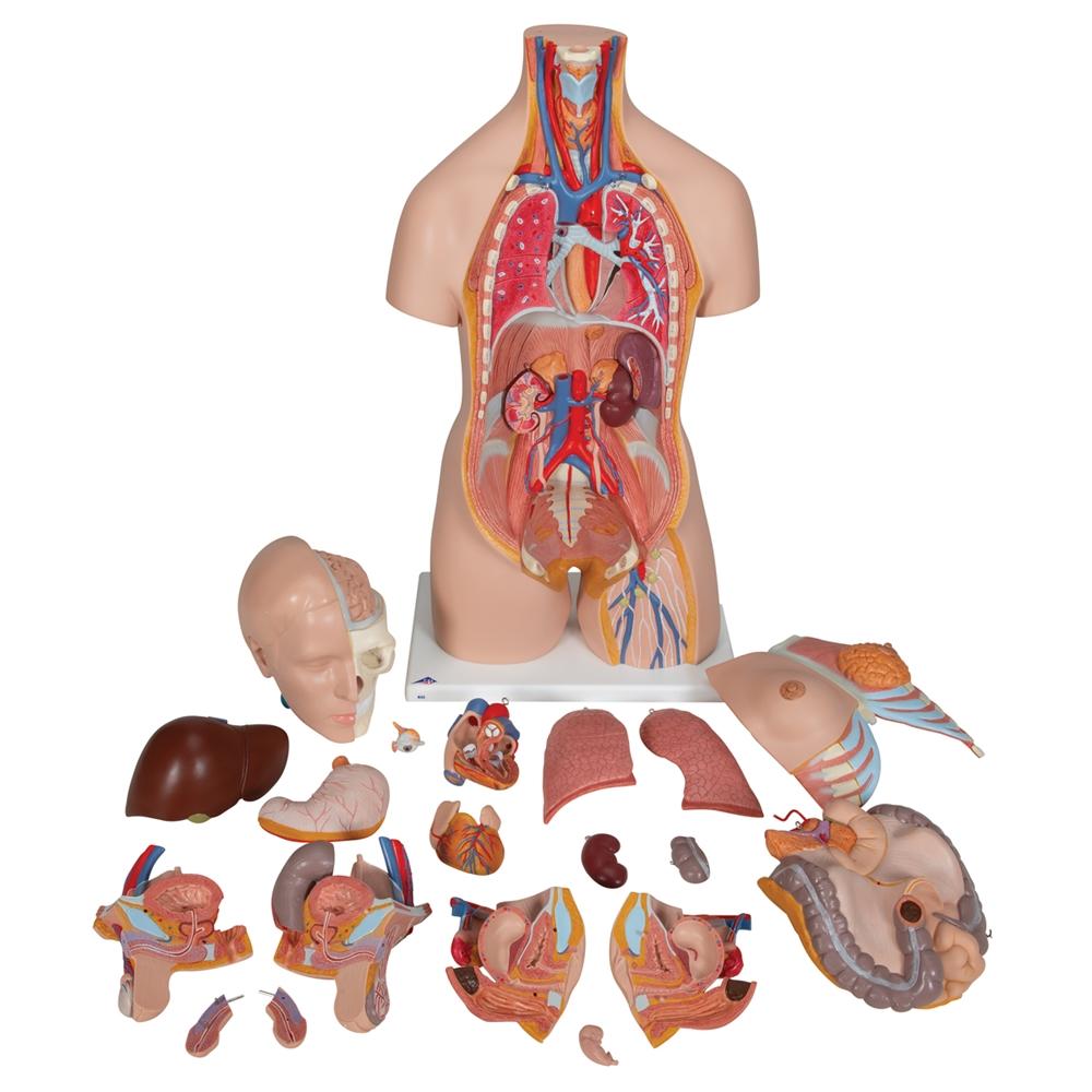 20-Piece Dual Gender Torso with Half Skull Head - Anatomical Model for Medical Students, Artists & Halloween Decor