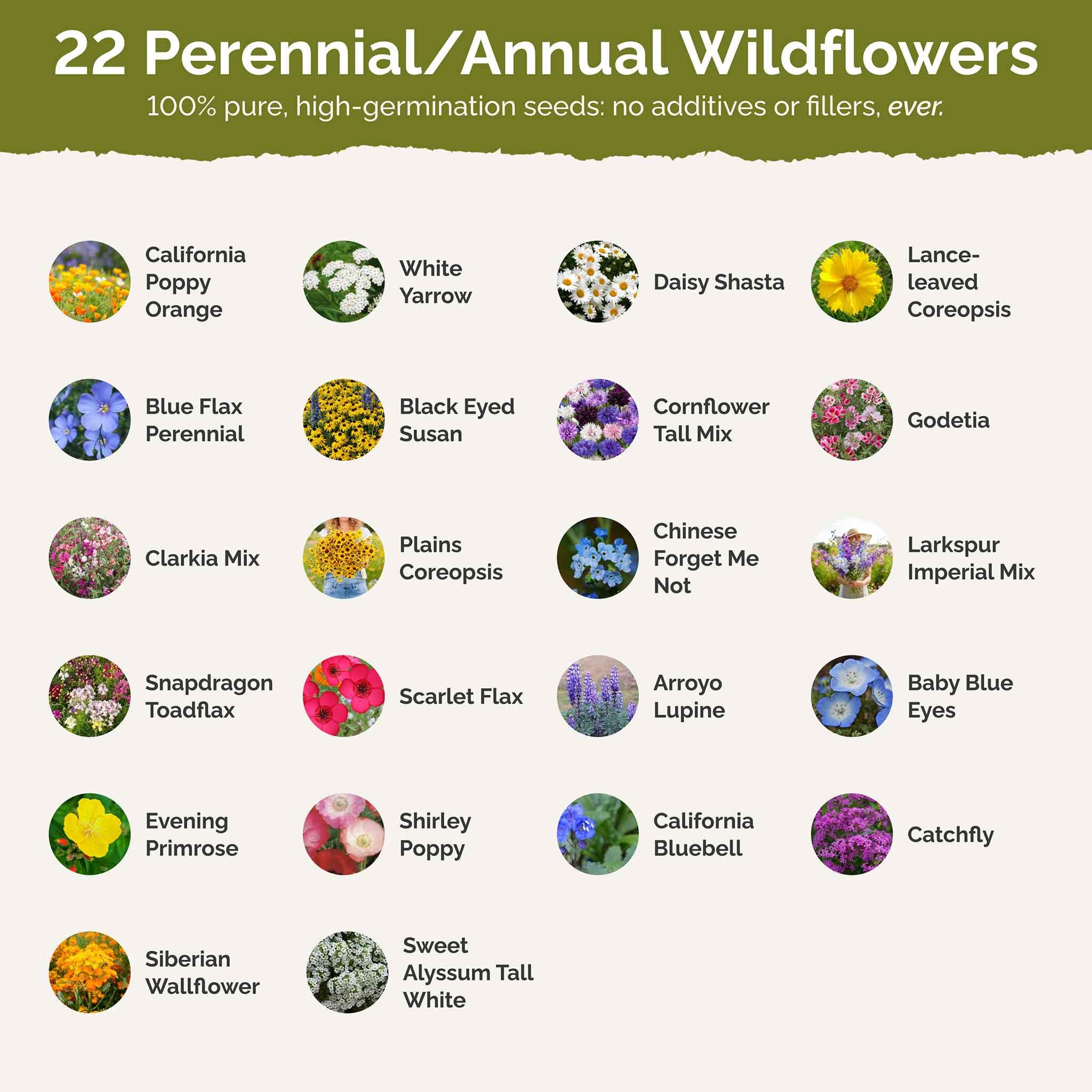 **Eden Brothers California Wildflower Seeds Mix - 1/4 lb (120,000+ Seeds) with Black Eyed Susan & Shasta Daisy - Attracts Pollinators, Easy to Grow for Spring/Fall Planting - USDA Zones 3-10 - Perfect for Gardens, Meadows & Landscaping**