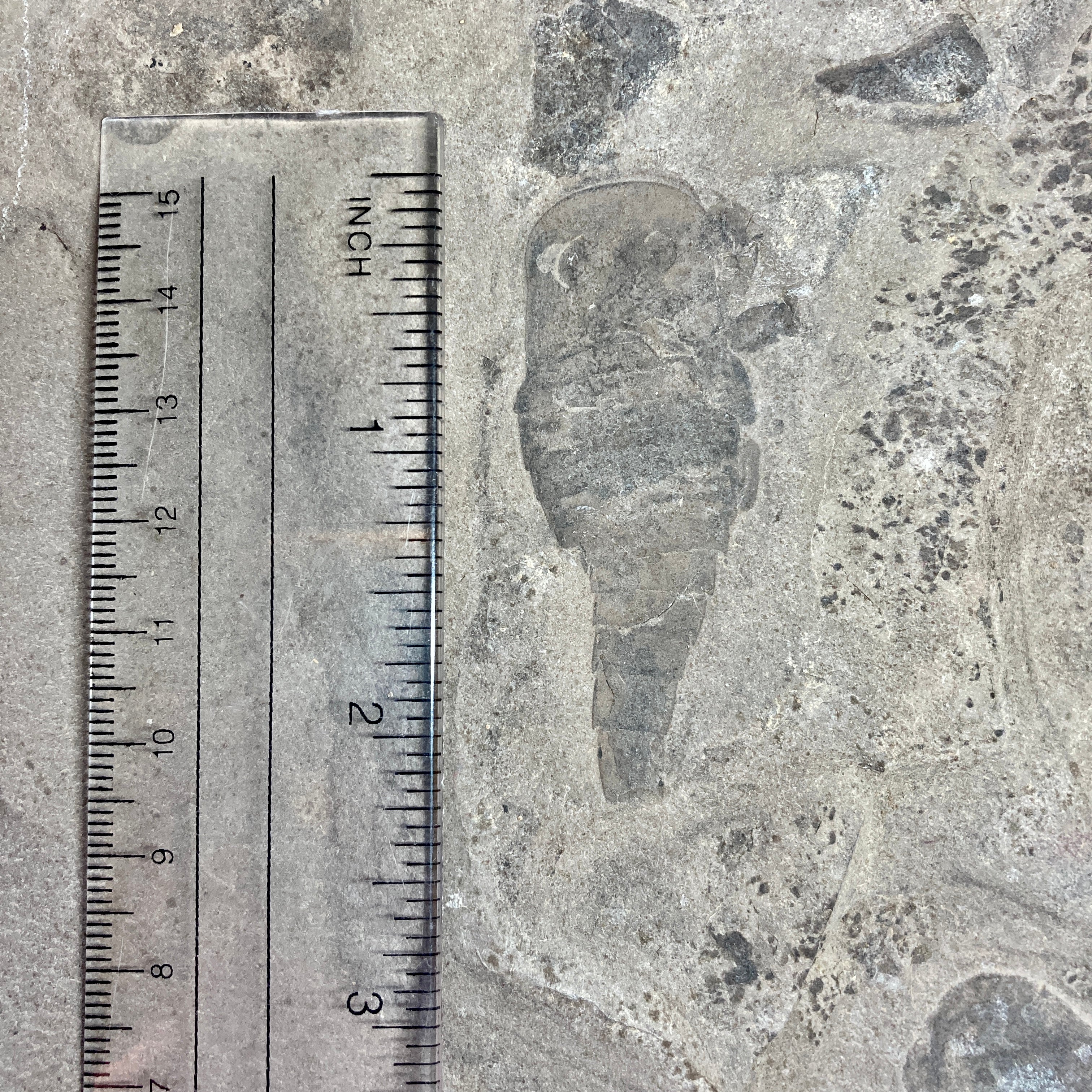 Eurypterus Remipes Fossil - Authentic New York State Fossil Specimen for Collectors, Paleontology Enthusiasts & Home Decor | Perfect for Display Cases, Educational Projects & Gifts