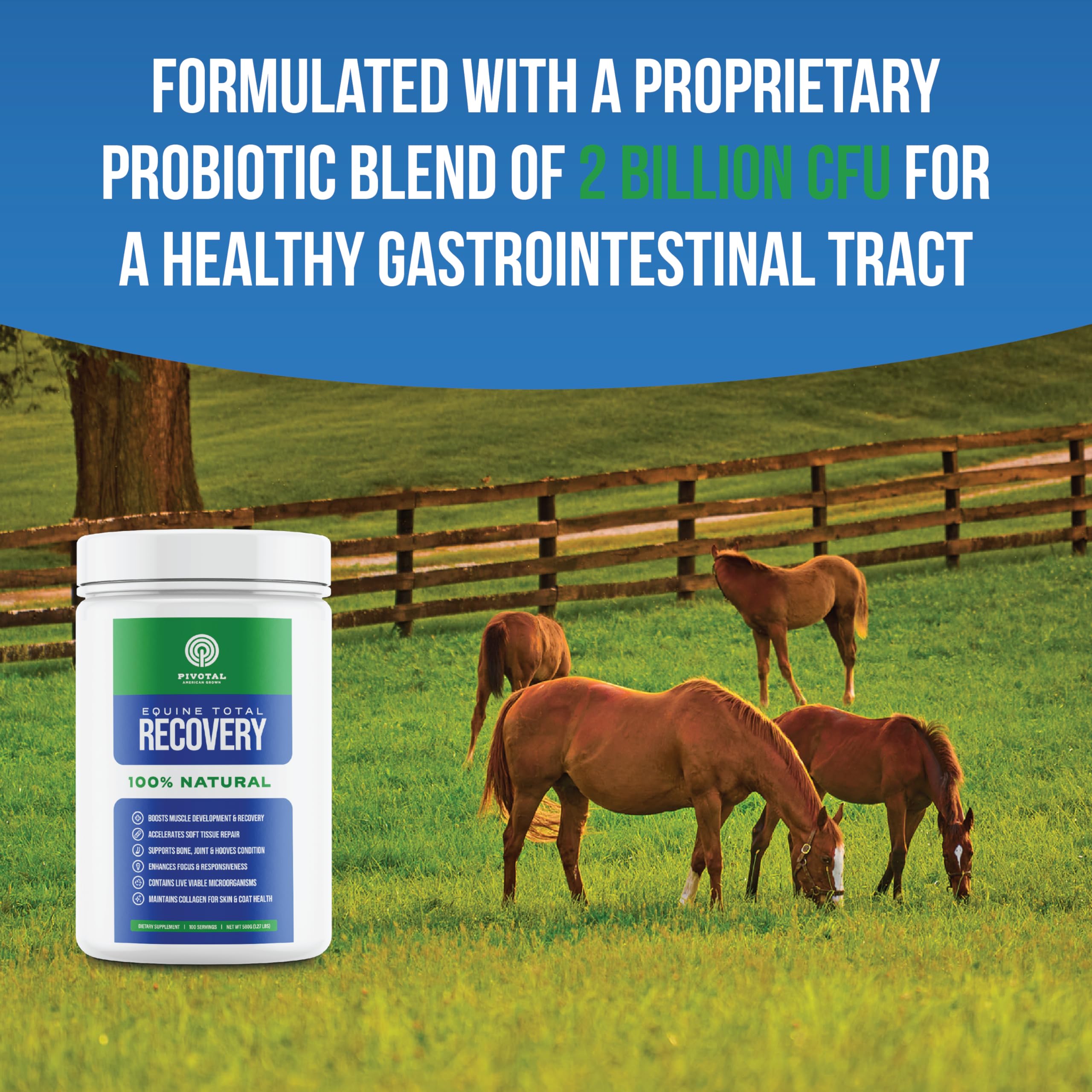 Equine Total Recovery Horse Supplement (620g - 100 Servings) - 9 Essential Amino Acids + Probiotics for Joint Health - Sugar Free, Soy Free, No Fillers - Supports Muscle Recovery & Digestive Health - Ideal for Performance Horses & Senior Equine Care