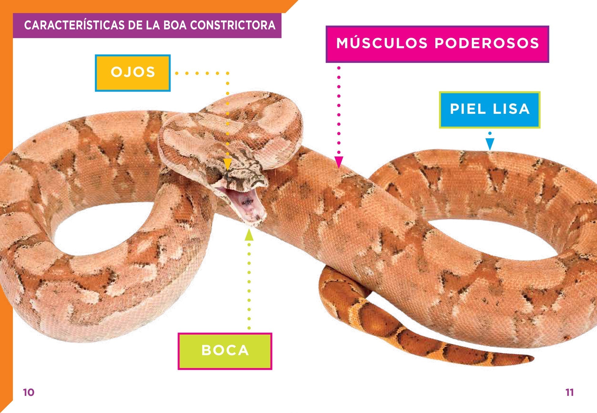 Live Boa Constrictor Snakes for Sale - Exotic Pet Reptiles for Enthusiasts & Breeders - Perfect for Terrariums, Educational Displays & Reptile Collections
