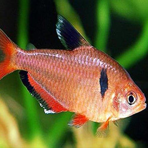 Serpae Tetra Fish (Hyphessobrycon eques) - Vibrant Red Freshwater Aquarium Fish for Community Tanks & Planted Aquariums