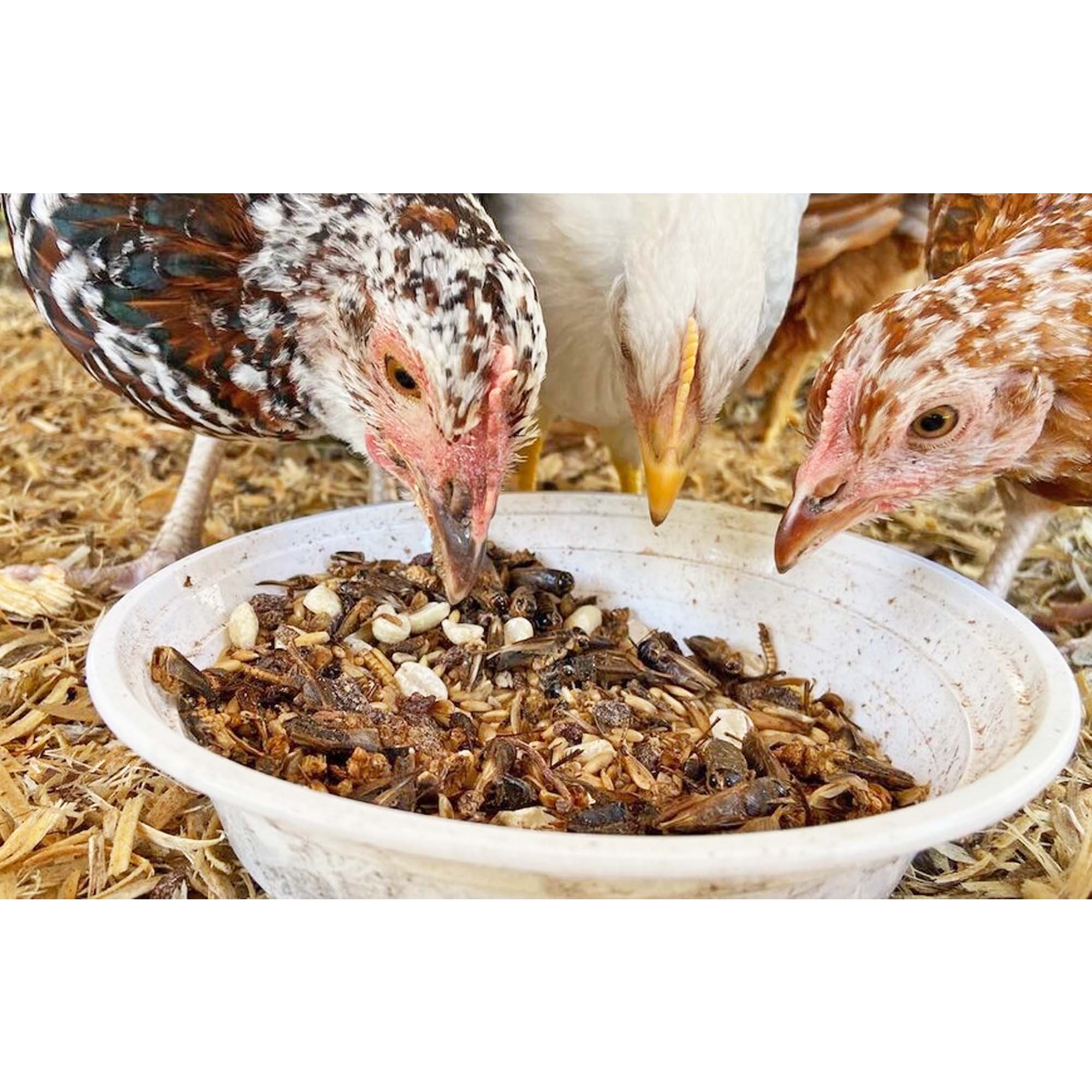 Premium Chicken Treats 3-Pack - All-Natural, Grain-Free Dog Snacks for Training & Rewards - Perfect for Small & Large Breeds