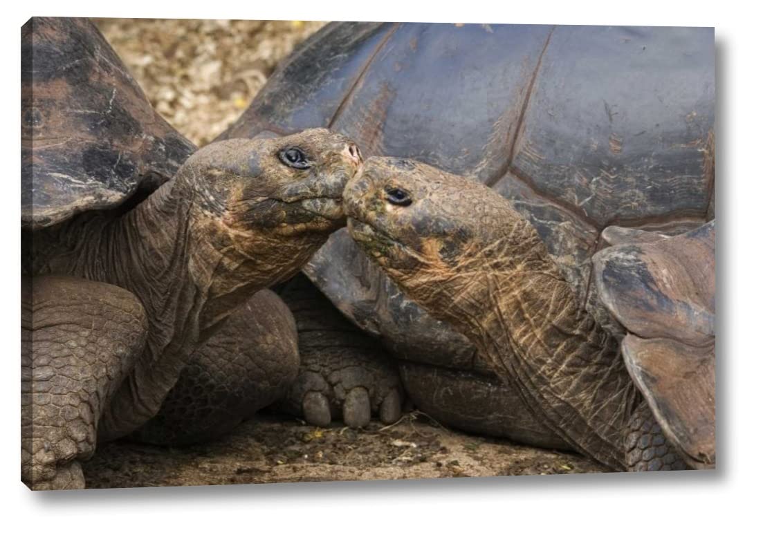 Ecuador Galapagos Islands Giant Male Tortoises Canvas Art Print - 20x30 Inch Gallery Wrapped Wall Decor - Ready to Hang - Perfect for Living Room, Bedroom & Office Decor