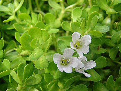 Organic Brahmi (Bacopa Monnieri) Hair Cleanser - Chemical-Free & Natural for Healthy Hair Growth, 100g (Pack of 2) - Ideal for Daily Scalp Care & Ayurvedic Hair Treatment