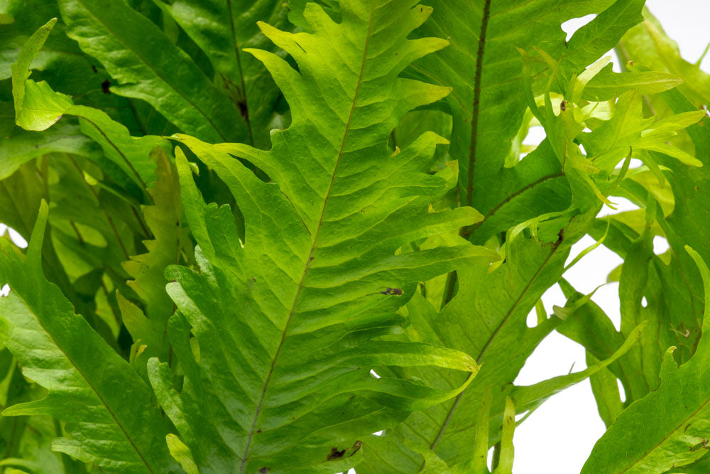 Microsorum Pteropus Sunrise Mat - Live Aquatic Java Fern Plant for Freshwater Aquariums | Perfect for Fish Tanks, Aquascaping & Low-Light Planted Aquariums