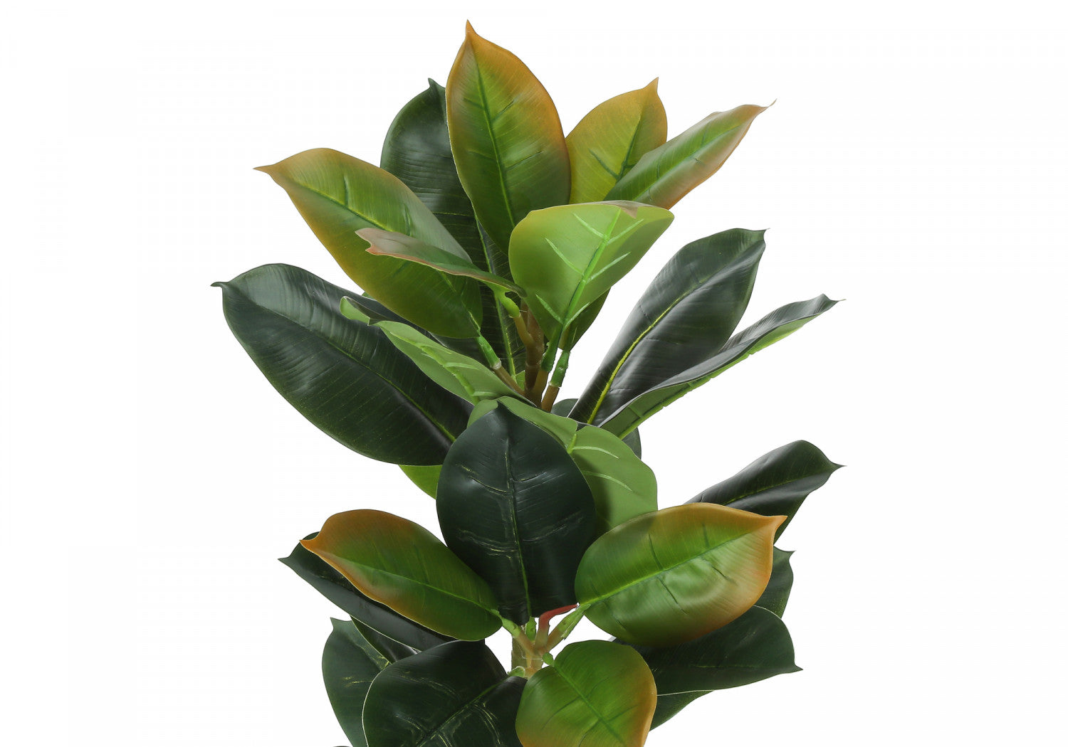40 Rubber Tree Plants with 5 Black Pots - Indoor Houseplants for Home Office Decor, Air Purifying and Feng Shui